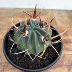 Echinofossulocactus coptonogonus【エキノフォスロカクタス・強棘竜剣丸】