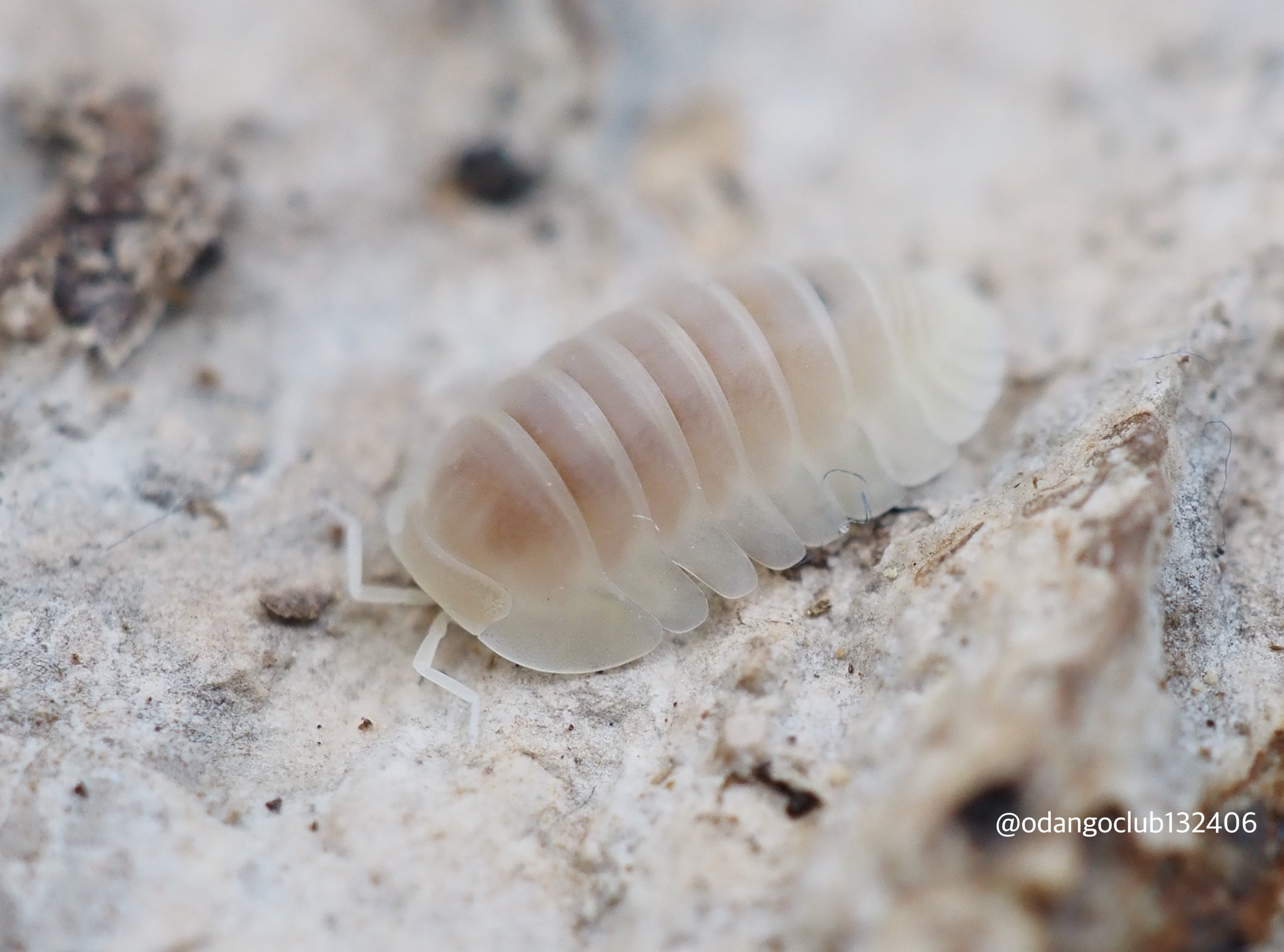 ダンゴムシ様 1574865db0d2dd22bbe5d220c29490