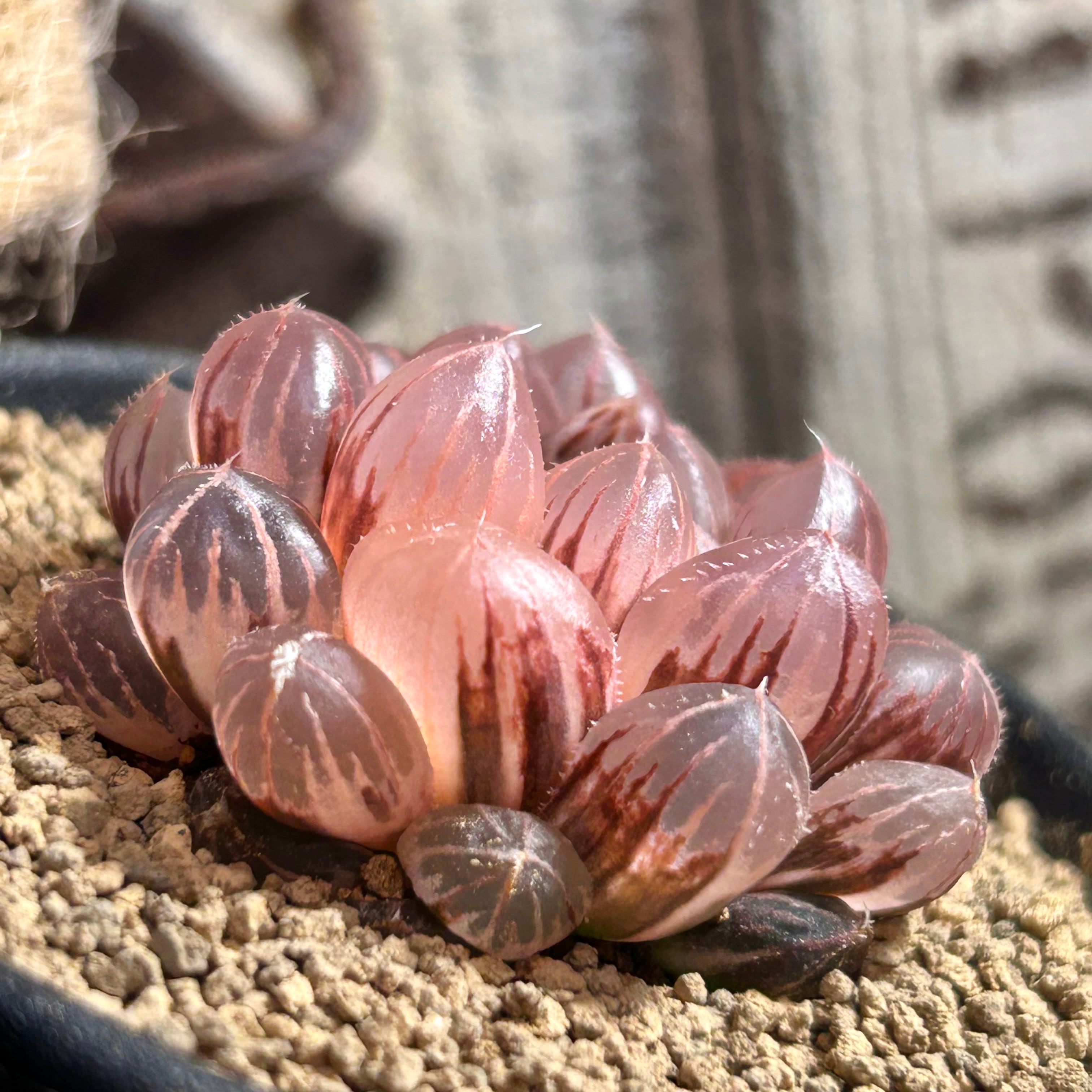 T) ブルーレンズ オブツーサ錦 ハオルチア | RuPo 多肉植物専門店