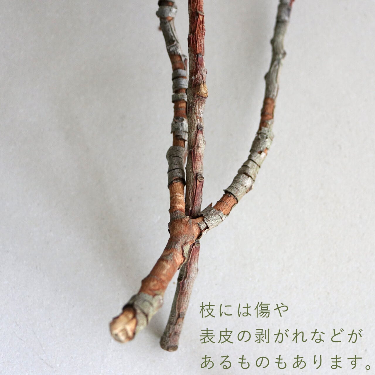 ユーカリ ベルギーフレッシュ 実付 / ドライフラワー ナチュラル