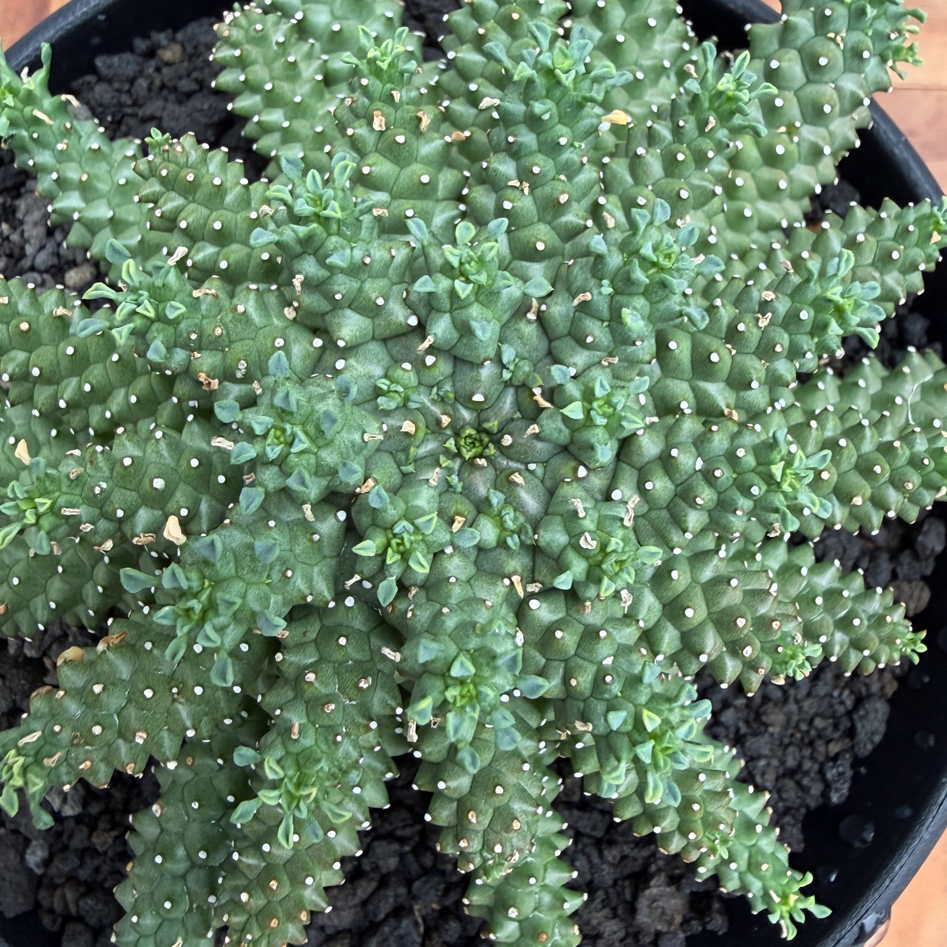 Euphorbia atroviridis【ユーフォルビア・アトロビリディス】 | RIMO'S