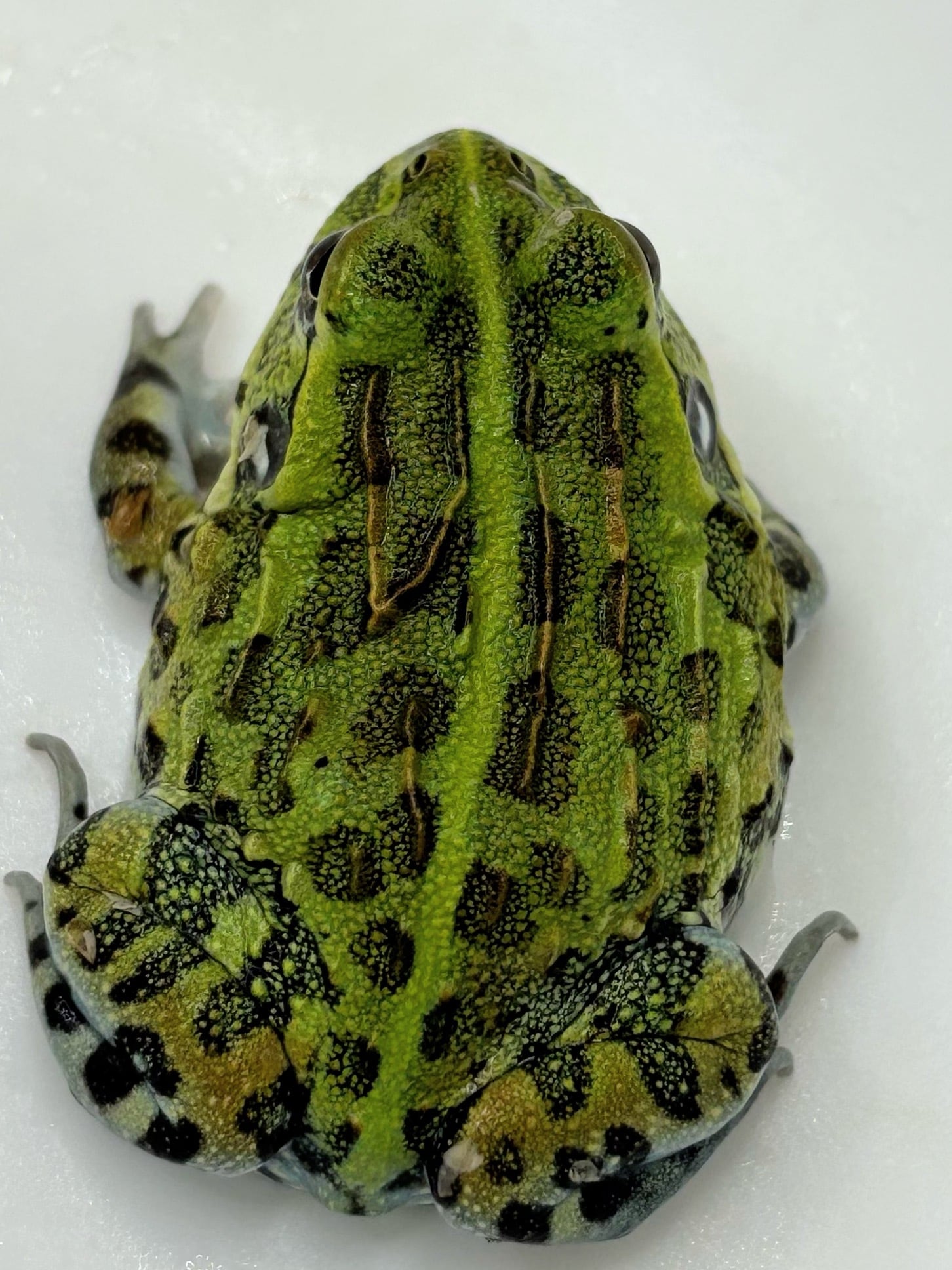 アフリカウシガエル① 1匹 | まるころ商店〜まるくてころころした