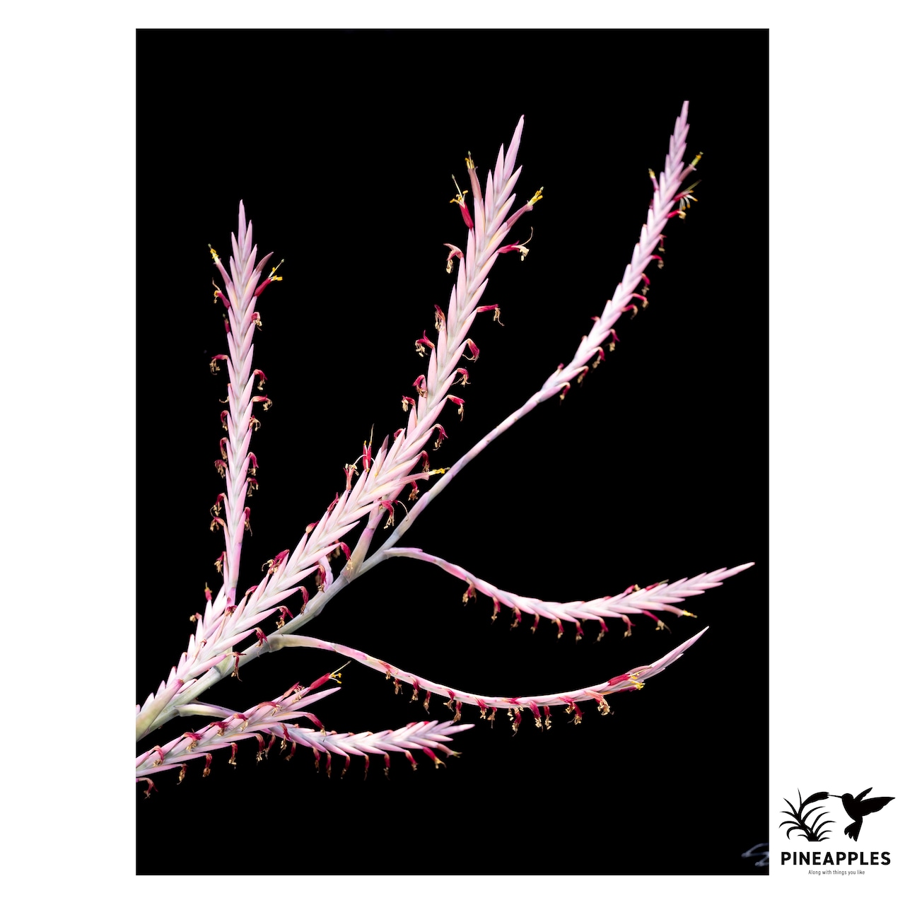 Tillandsa cf. cereicola (Ecuador) - 1