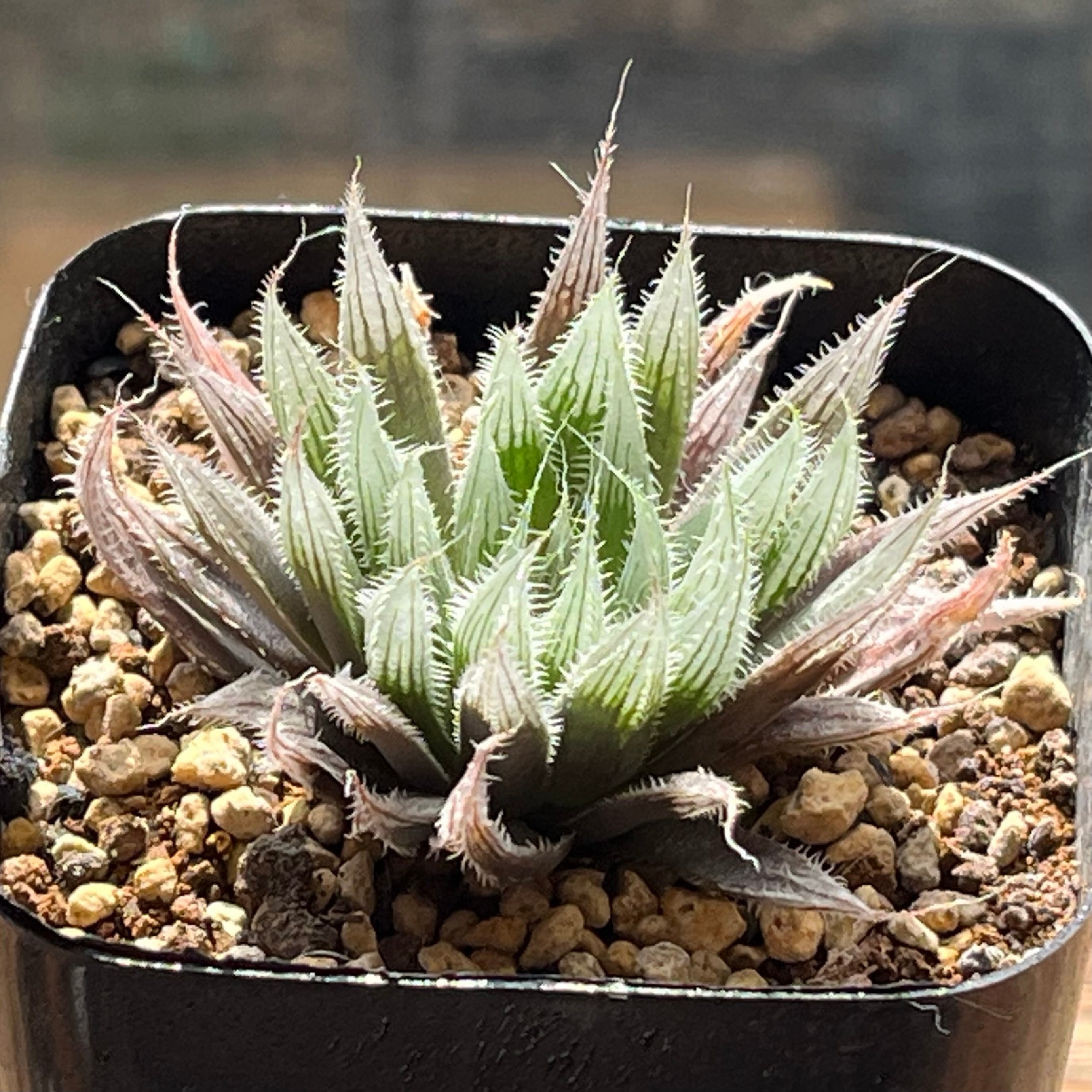 原種 | mocono_plants