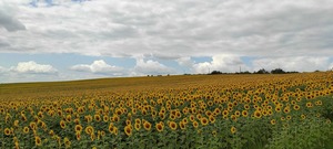 タペストリーラウンドコースター　向日葵　10cm（レース付き）ウクライナ製