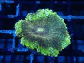 Blastomussa UniqueColor Frag 4