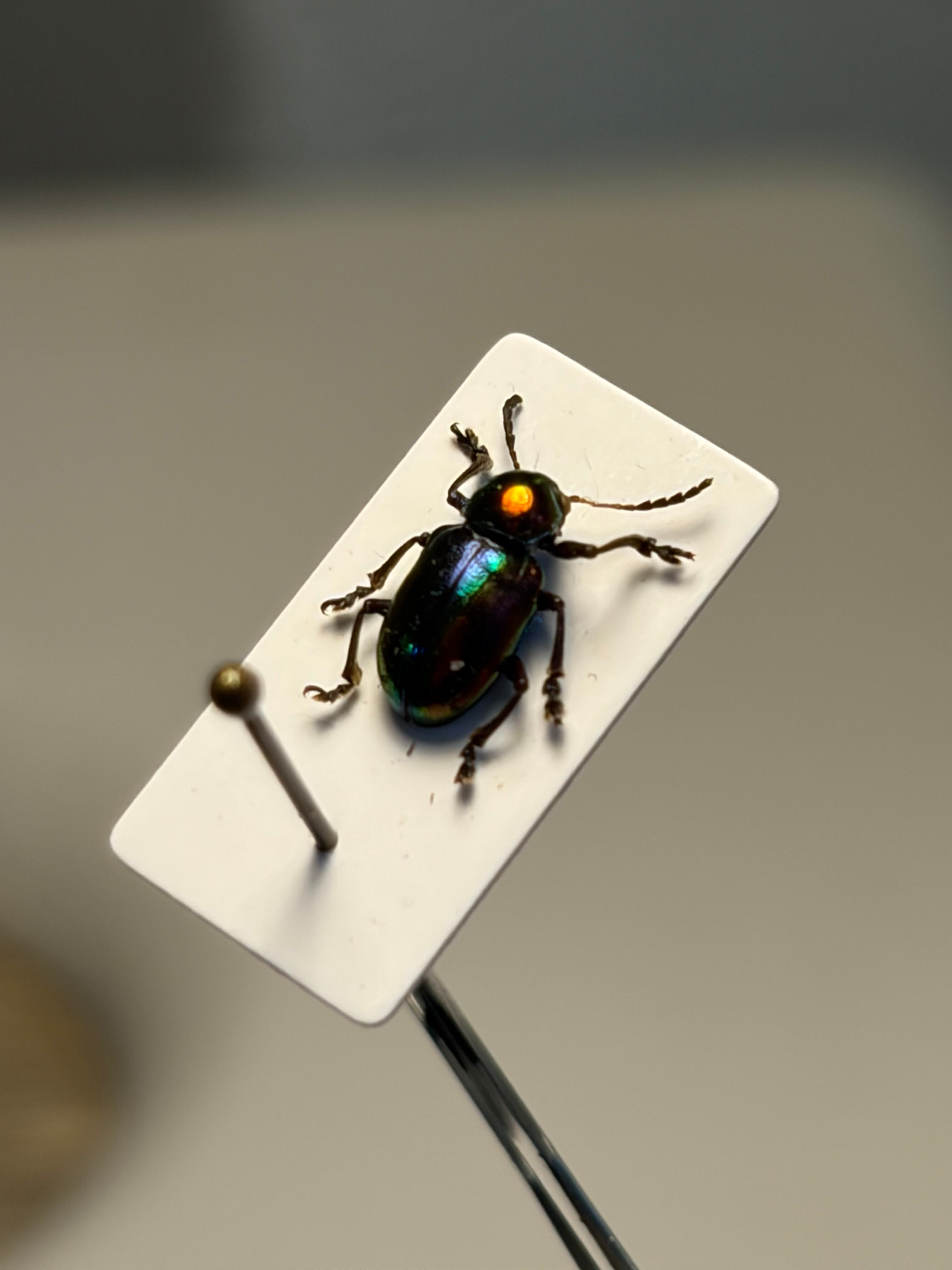 6mm】アカガネサルハムシに酷似のハムシの一種 標本 Acrothinium
