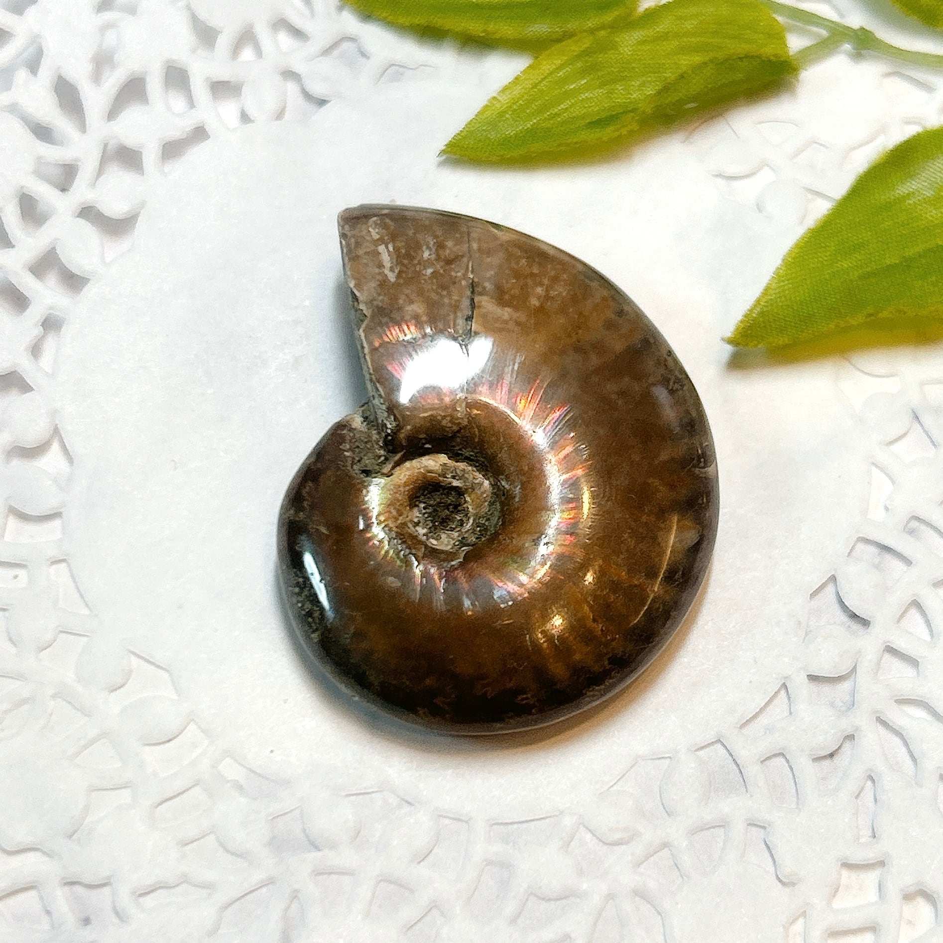 化石]アンモナイト（菊石） | クリスタル・ワールド御徒町店