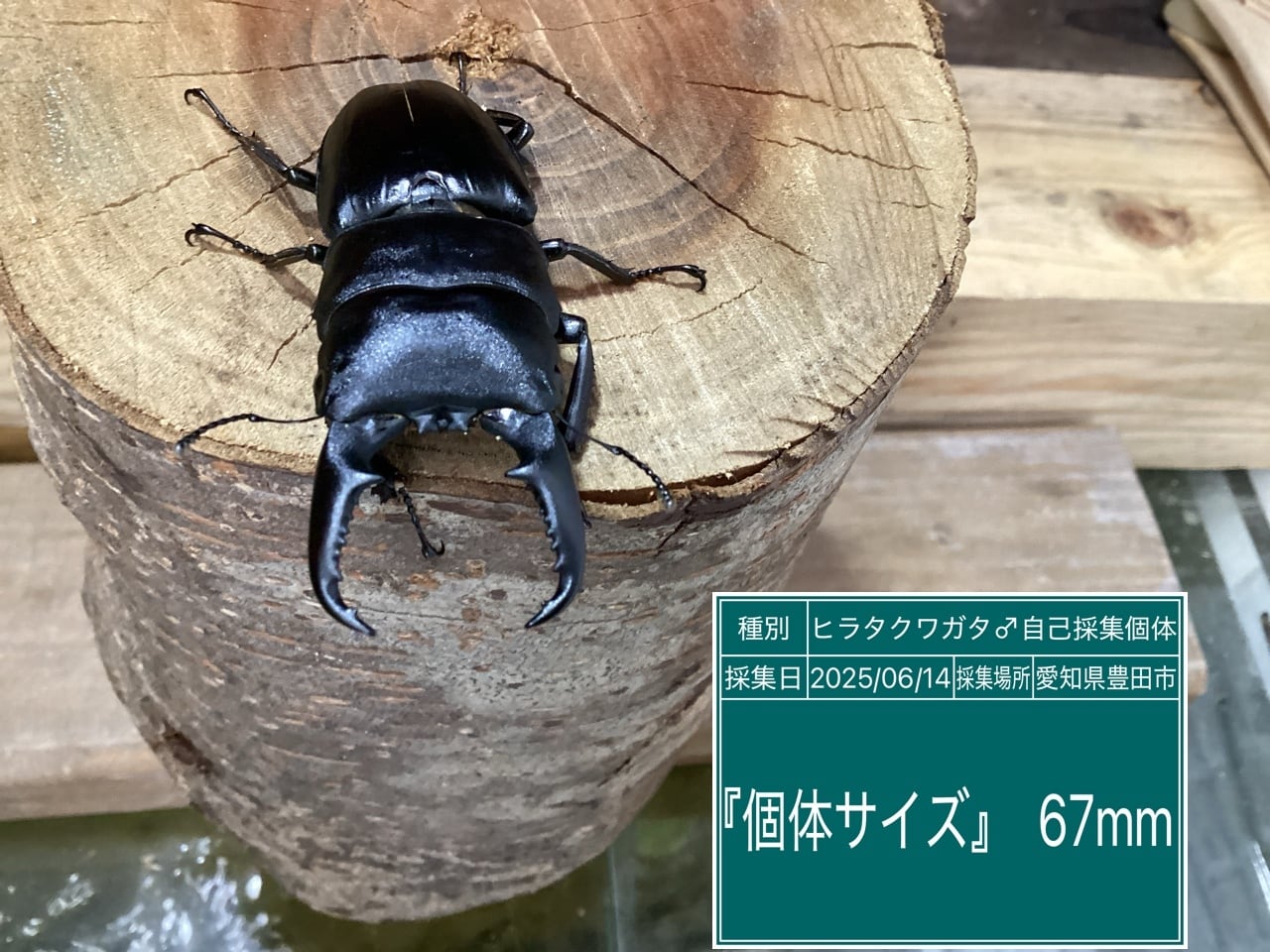 本土ヒラタクワガタ愛知県産ペア NO29 ♂67mm ♀36.5mm | 国産クワガタ