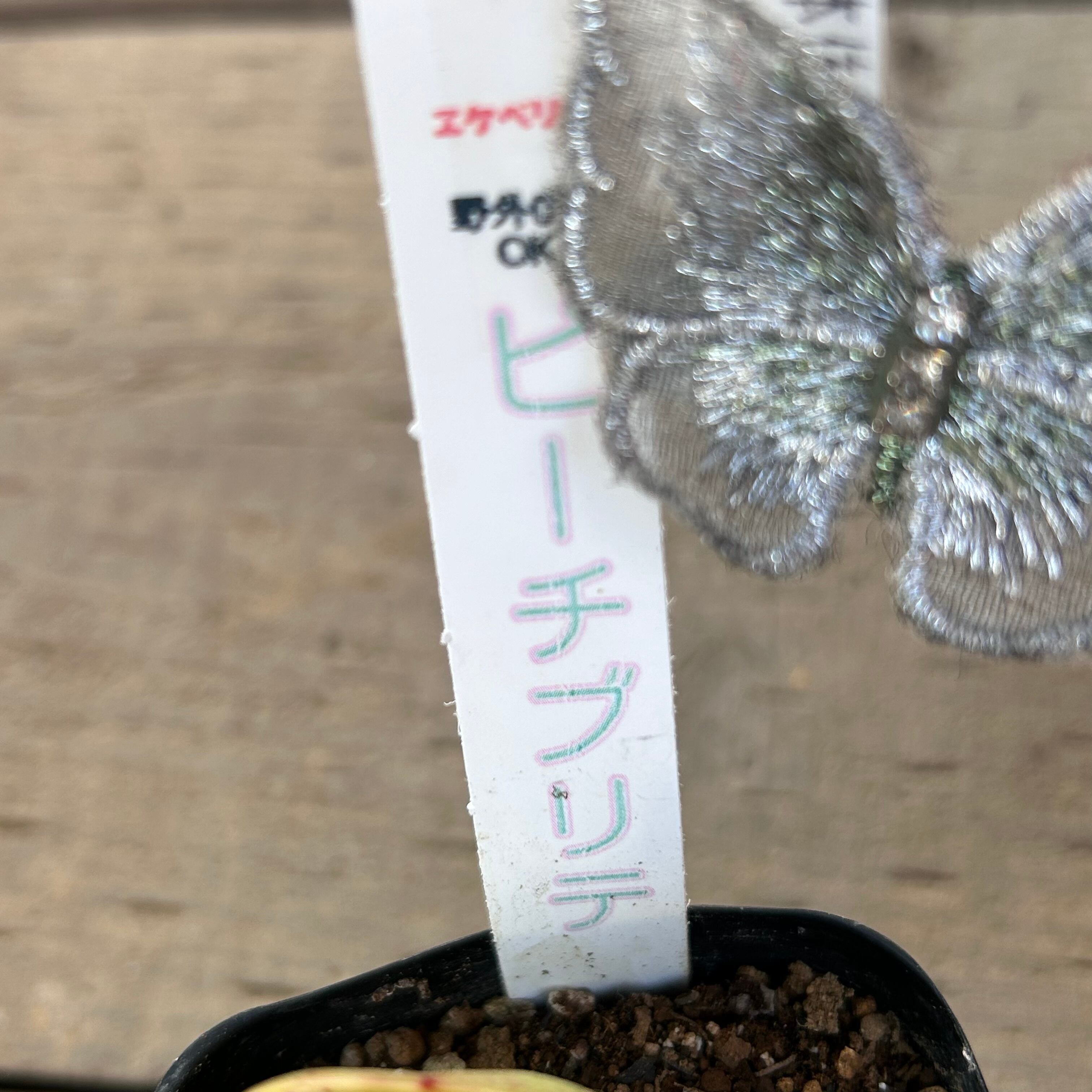 ピーチプリデ | RuPo 多肉植物専門店
