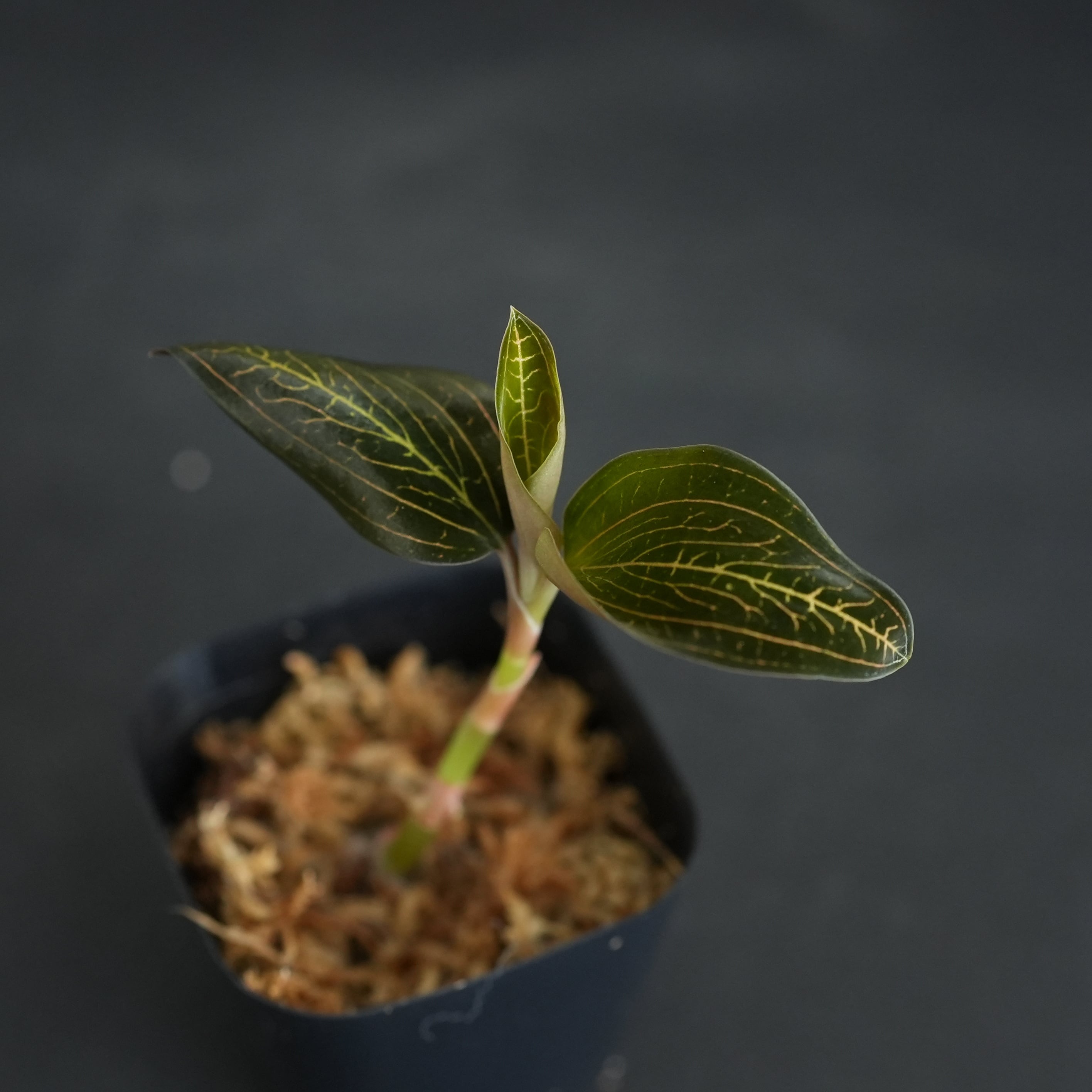 ◇現品◇Ludisia discolor 'Salmon Sandstone' × Anoectochilus
