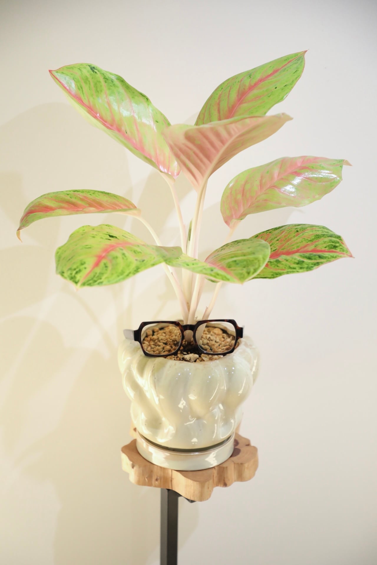 M】アグラオネマ ルイラブ/Aglaonema ※陶器鉢カバー付き | 【厳選植物