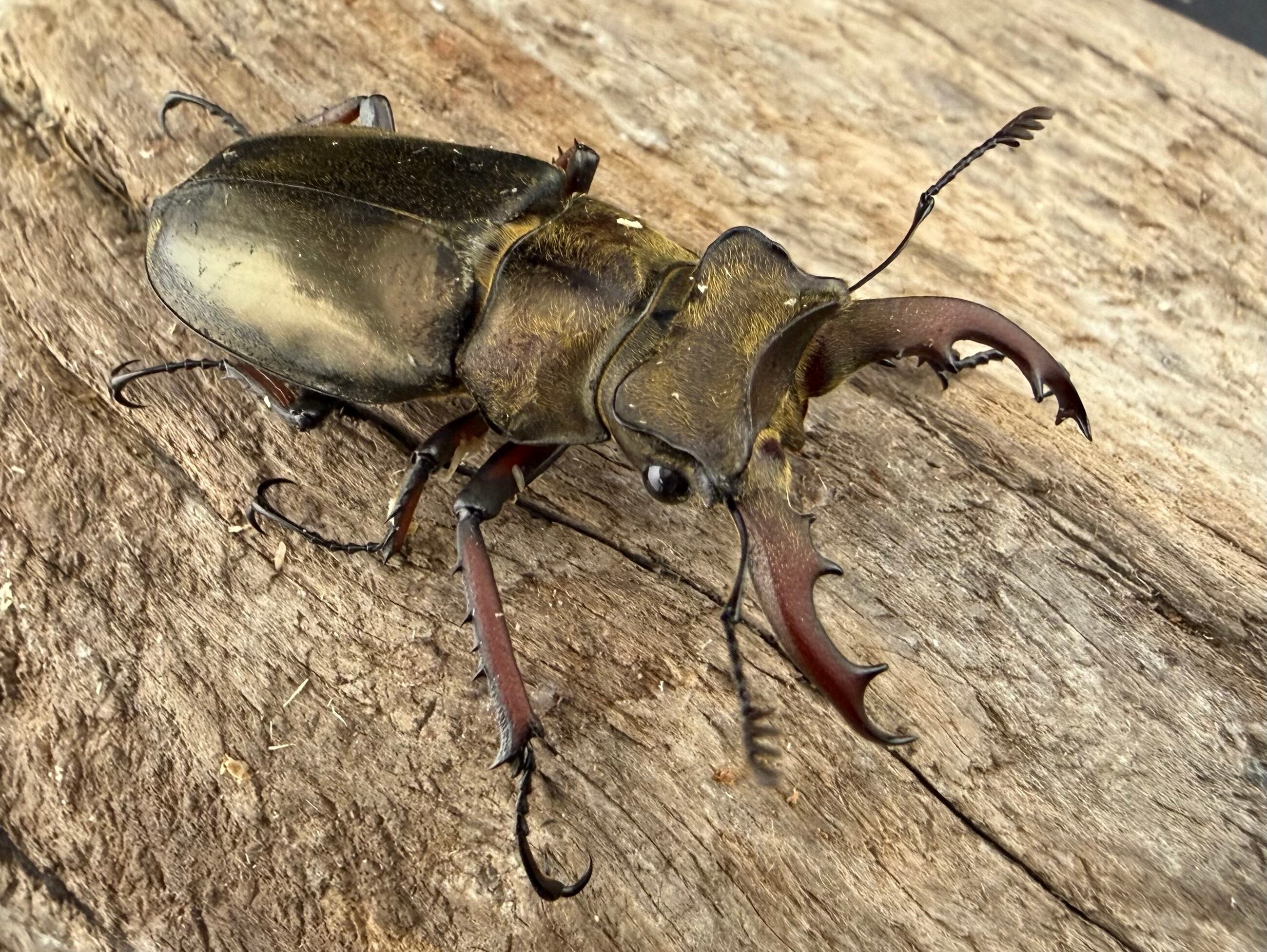 Garda血統】グランディスオオクワガタ 新成虫ペア ♂81.8mm + ♀51.0mm
