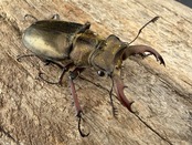 《ウェムケンミヤマ（ヴェムケンミヤマ） 52mm ペア+♂単》