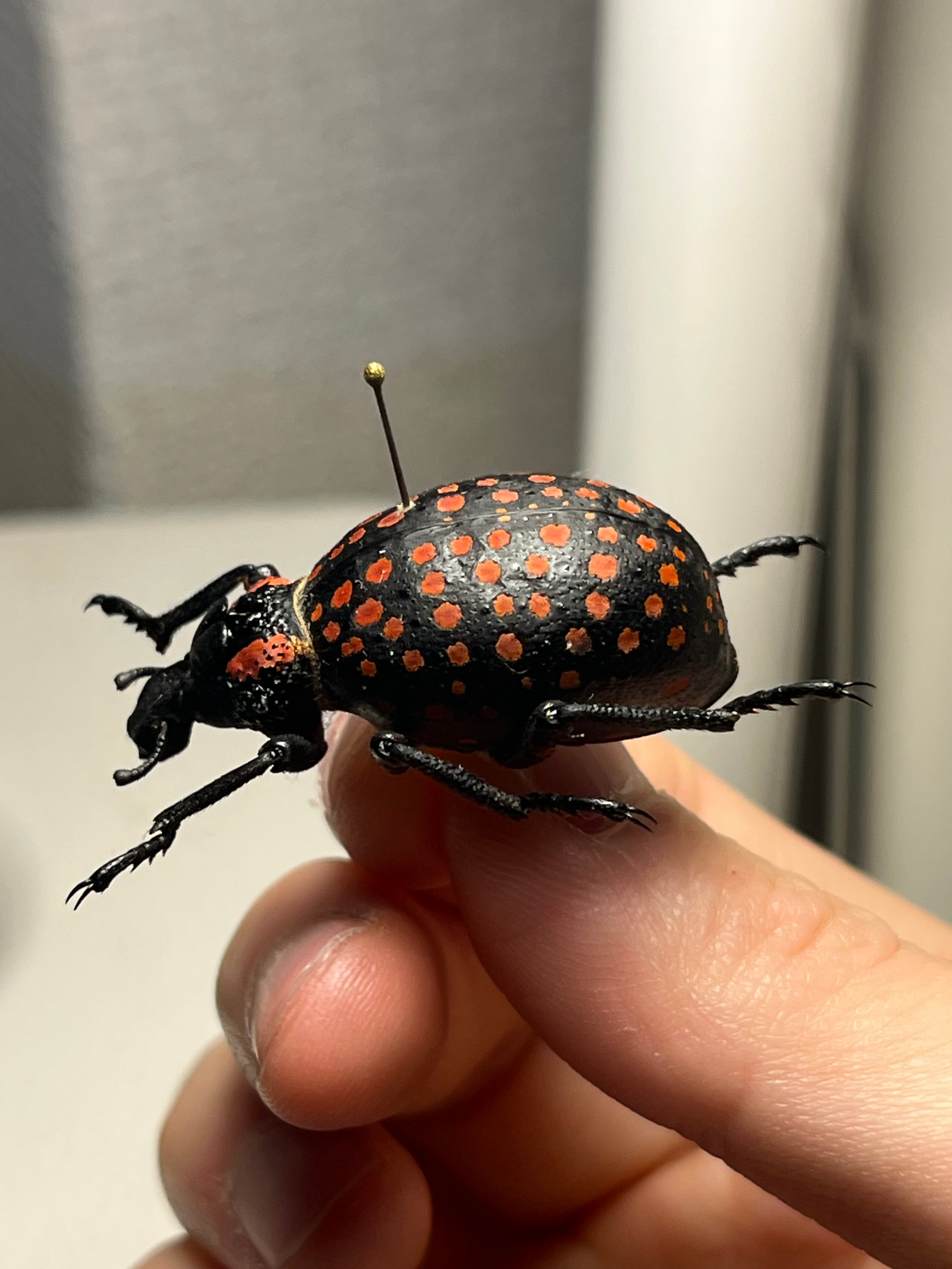 【37mm】ベニモンオオタマゾウムシ 標本 Brachycerus タマムシ 37mm】ベニモンオオタマゾウムシ 標本 Brachycerus apterus タマムシ