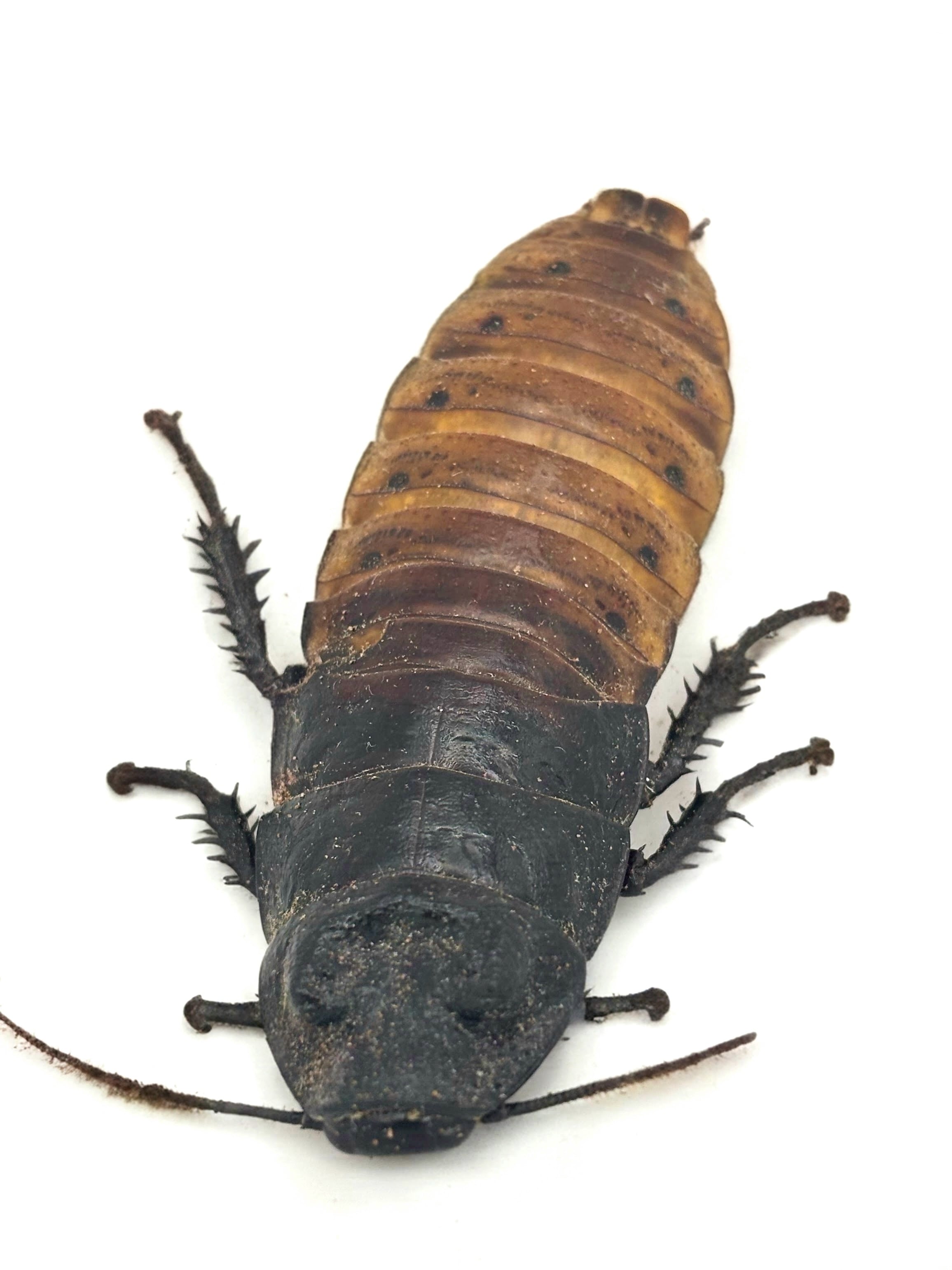 マダガスカルオオゴキブリ ポルテントーサ 5匹 | まるころ商店〜まるく