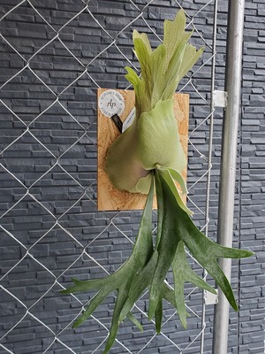 P.Willinckii Dwarf Tatsuta   【artPLANTs】ビカクシダ/Platycerium