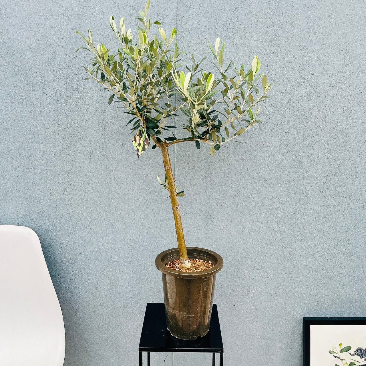 現品］93番 創樹 オリーブ ルッカ 6号 観葉植物 大型 屋外 オリーブの