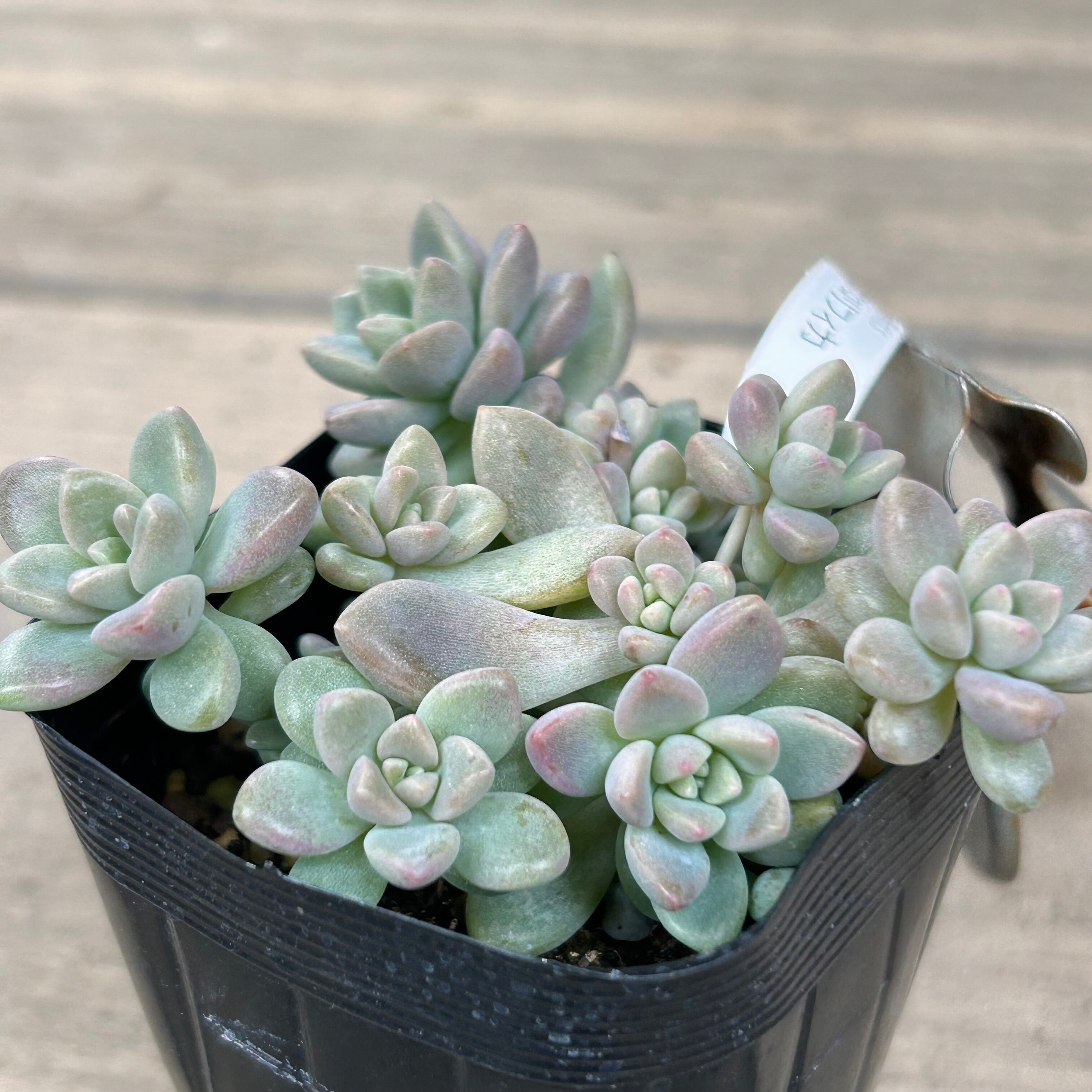 姫秋麗×プロリフィカ | RuPo 多肉植物専門店