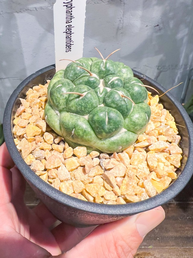 コリファンタ 象牙丸