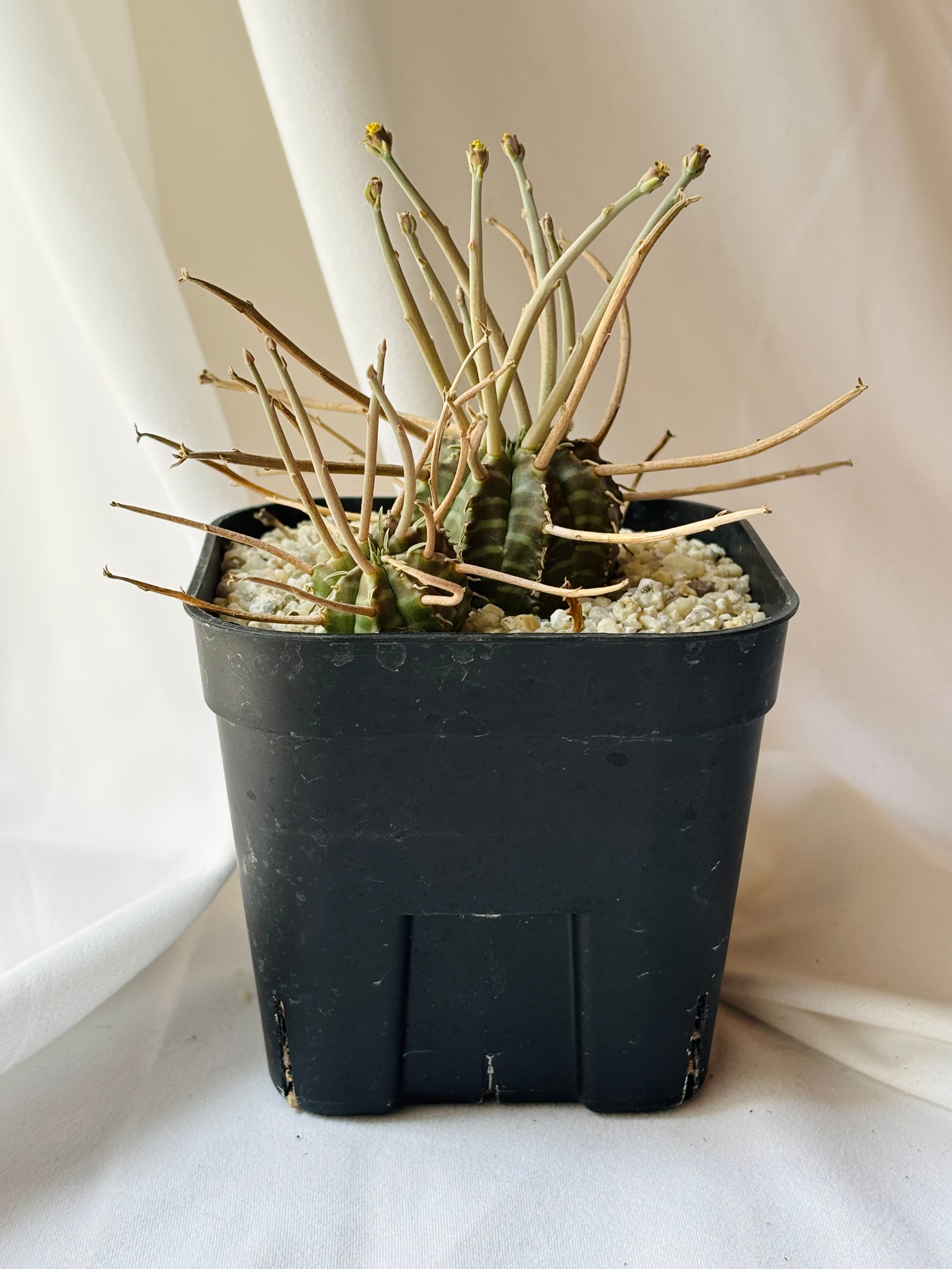 Euphorbia valida ユーフォルビア スーパーバリダ 多肉植物 | plants