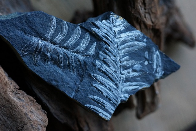 シダ化石 Alethopteris serlii