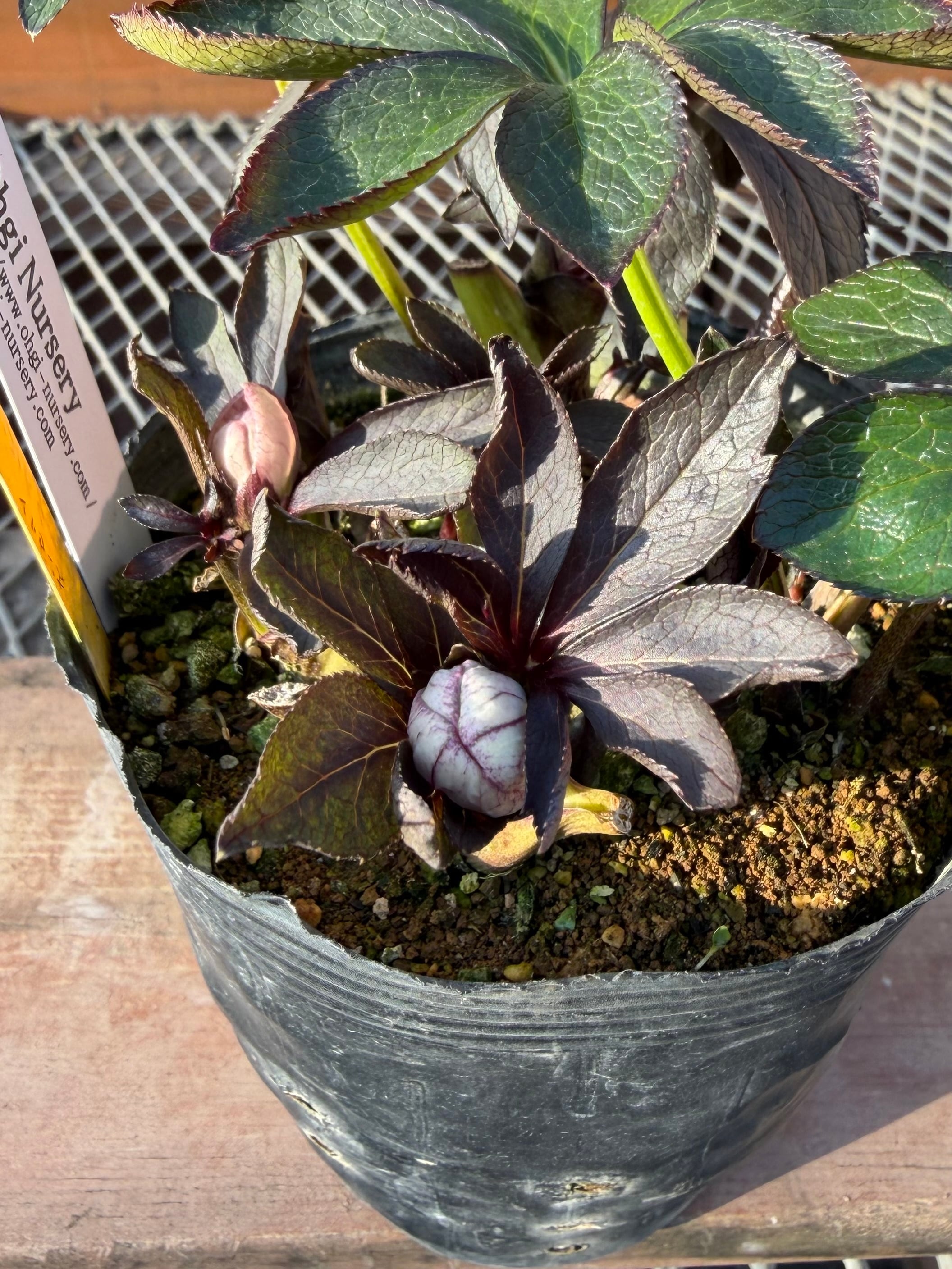 ポーセリンss 大木ナーサリー クリスマスローズ【Og02】送料無料