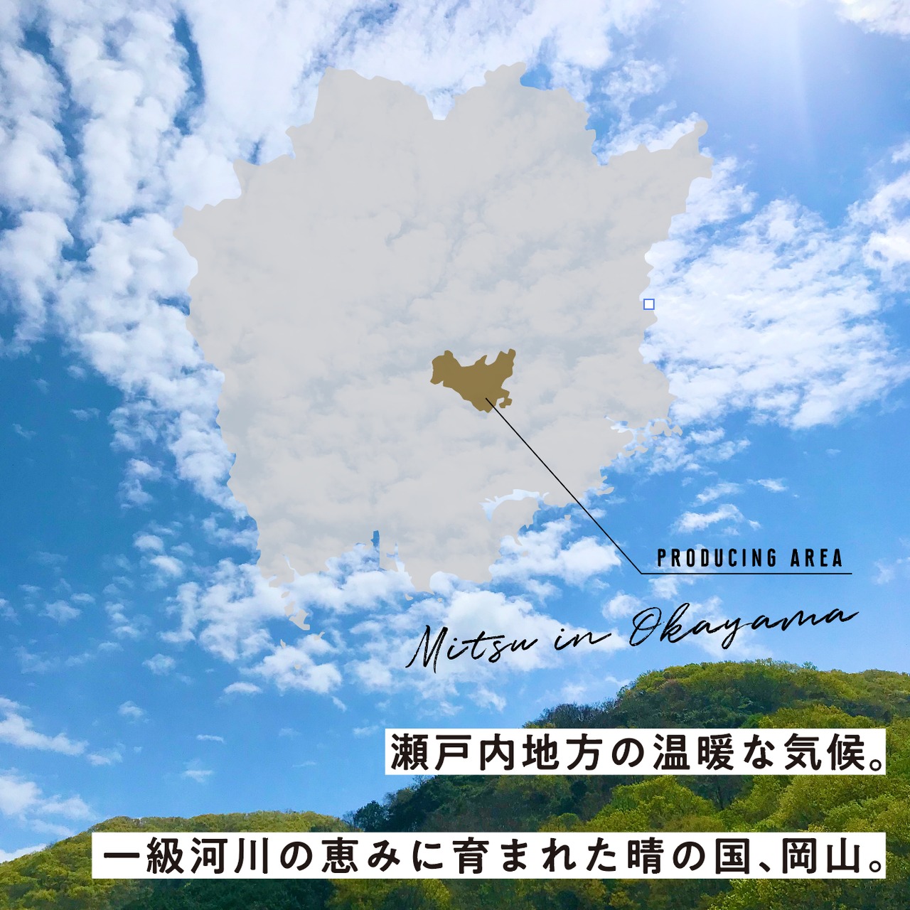 西洋みつばちの百花蜜 ５０ml