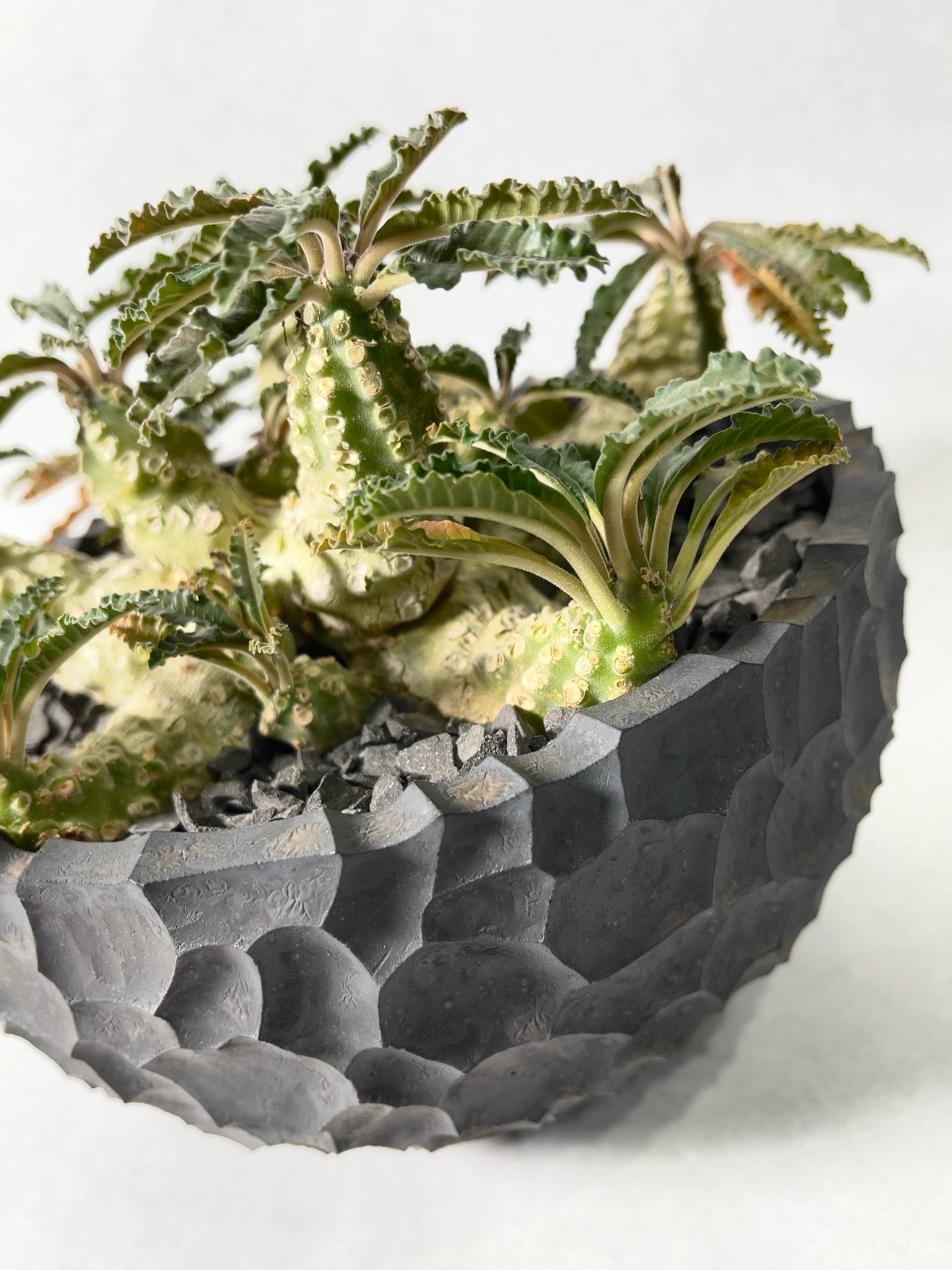 ドルステニア・ラブラニー | trigger