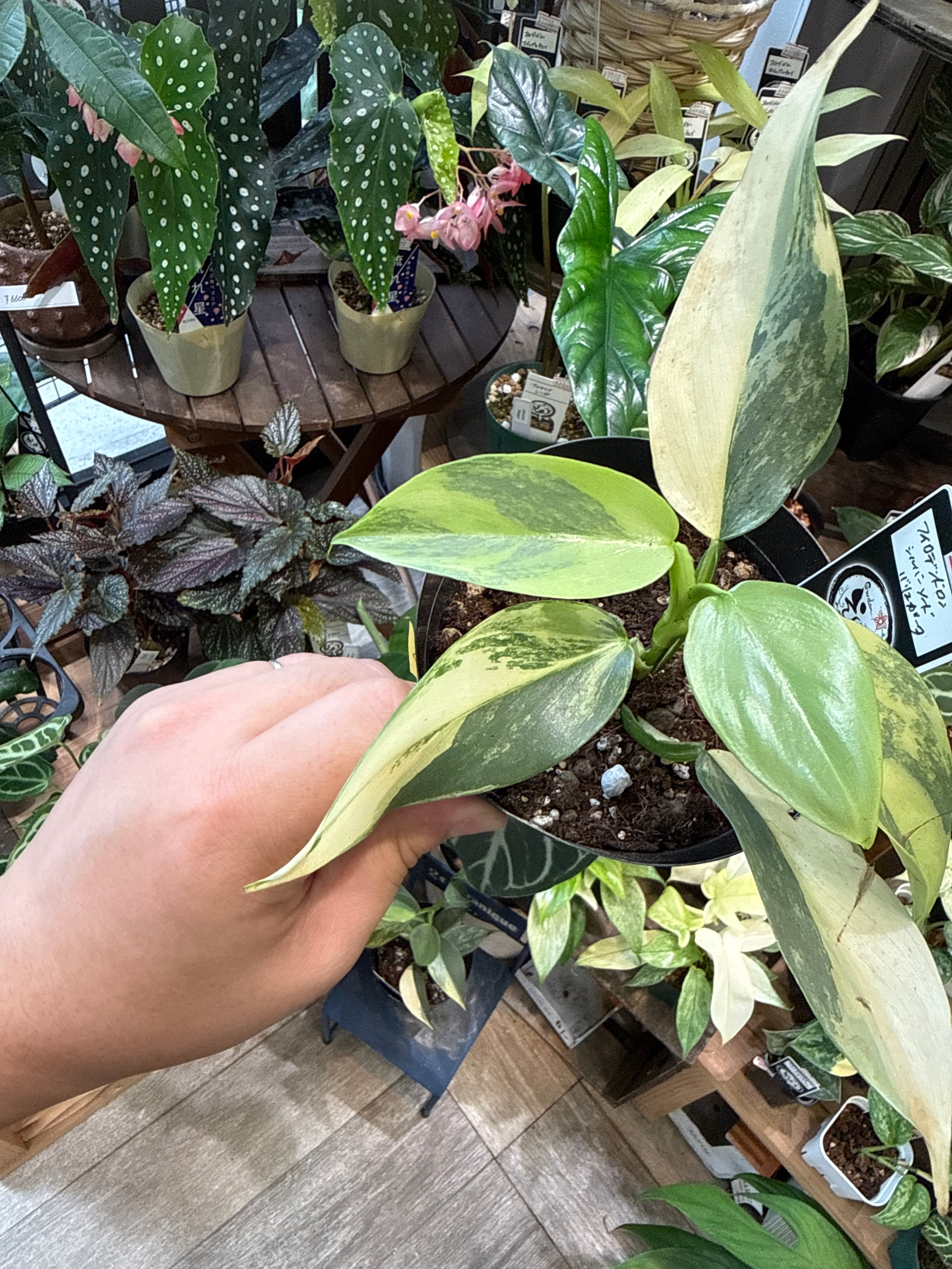 アロカシア ヘテロフィラ 'metallic blue' | Gardenえん 【観葉熱帯植物】