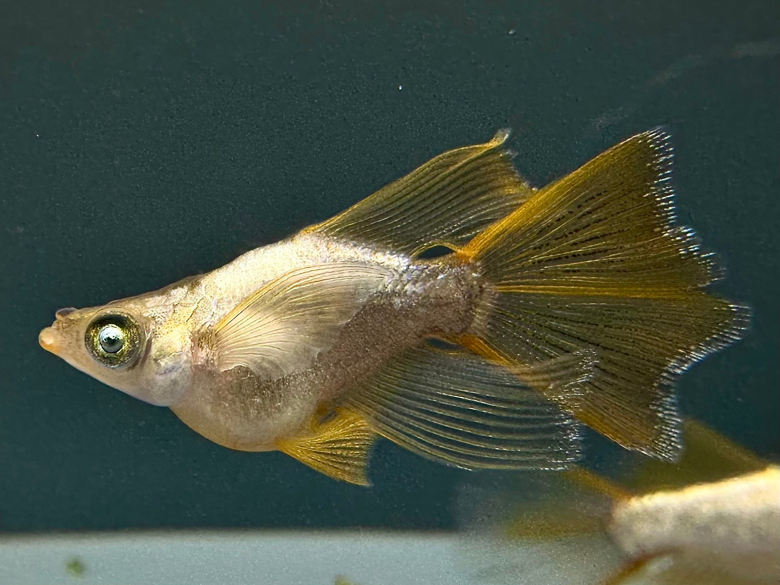 西郷メダカ様ブリード　　　橙　　1ペア 西郷メダカ様ブリード 橙 1ペア