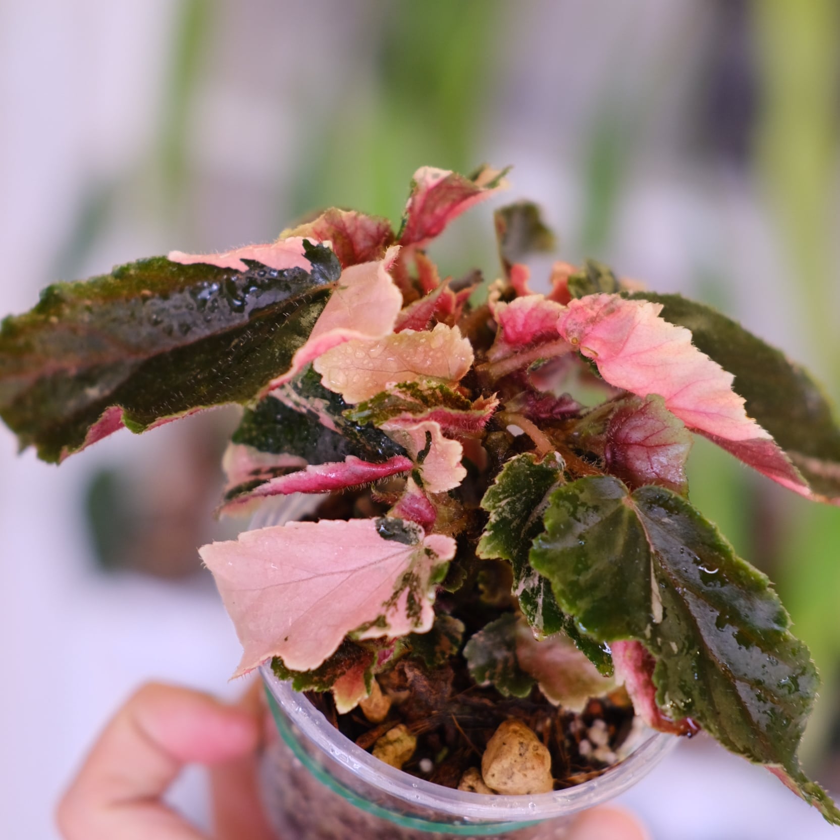 Begonia ginny galaxy│ベゴニア ジニー ギャラクシー⑦│観葉植物