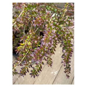 Dwarf myrtle