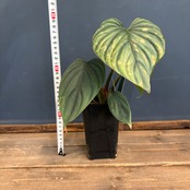 フィロデンドロン sp コロンビア【141】