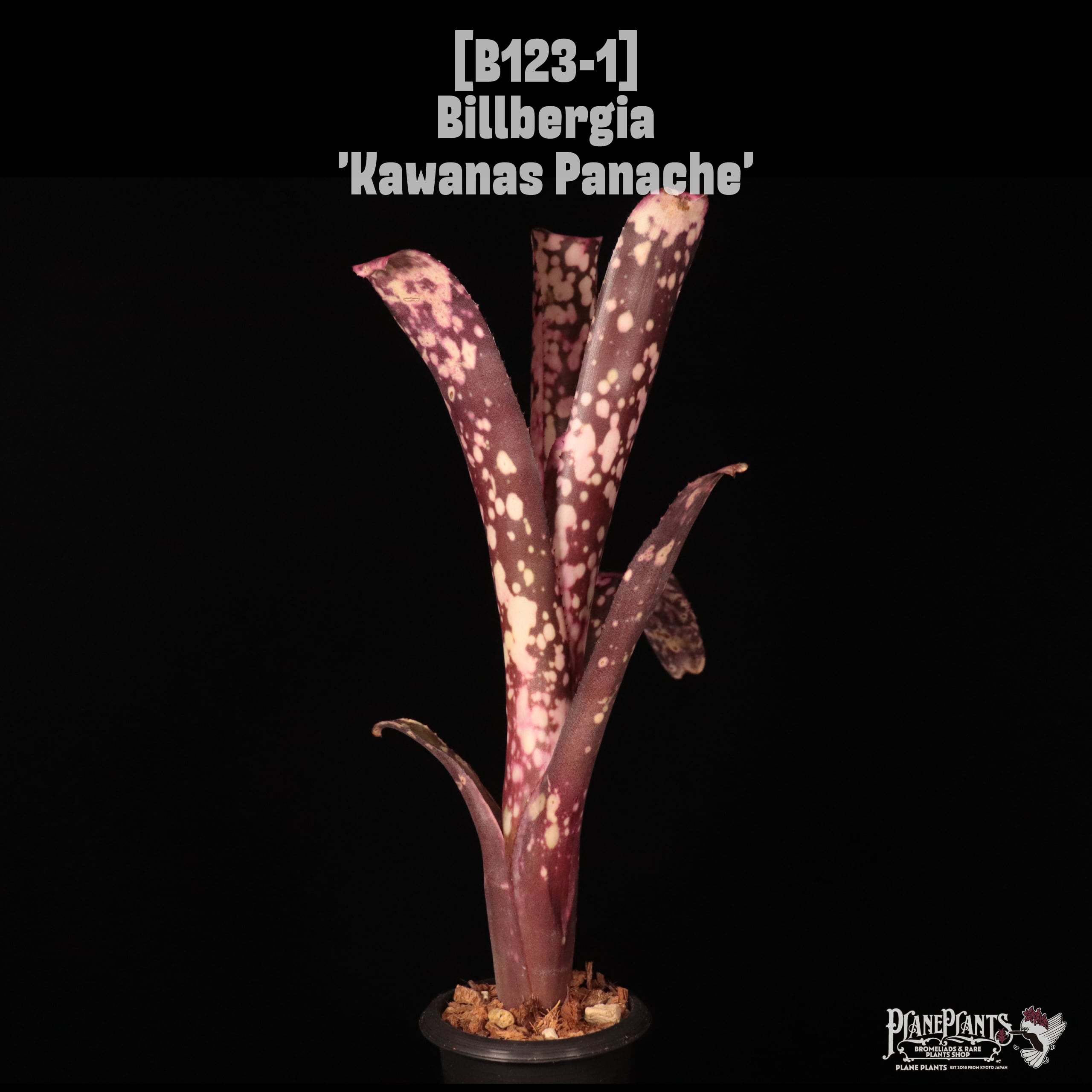 Billbergia 'Kawanas Panache'〔ビルベルギア〕B123-1 | plane plants