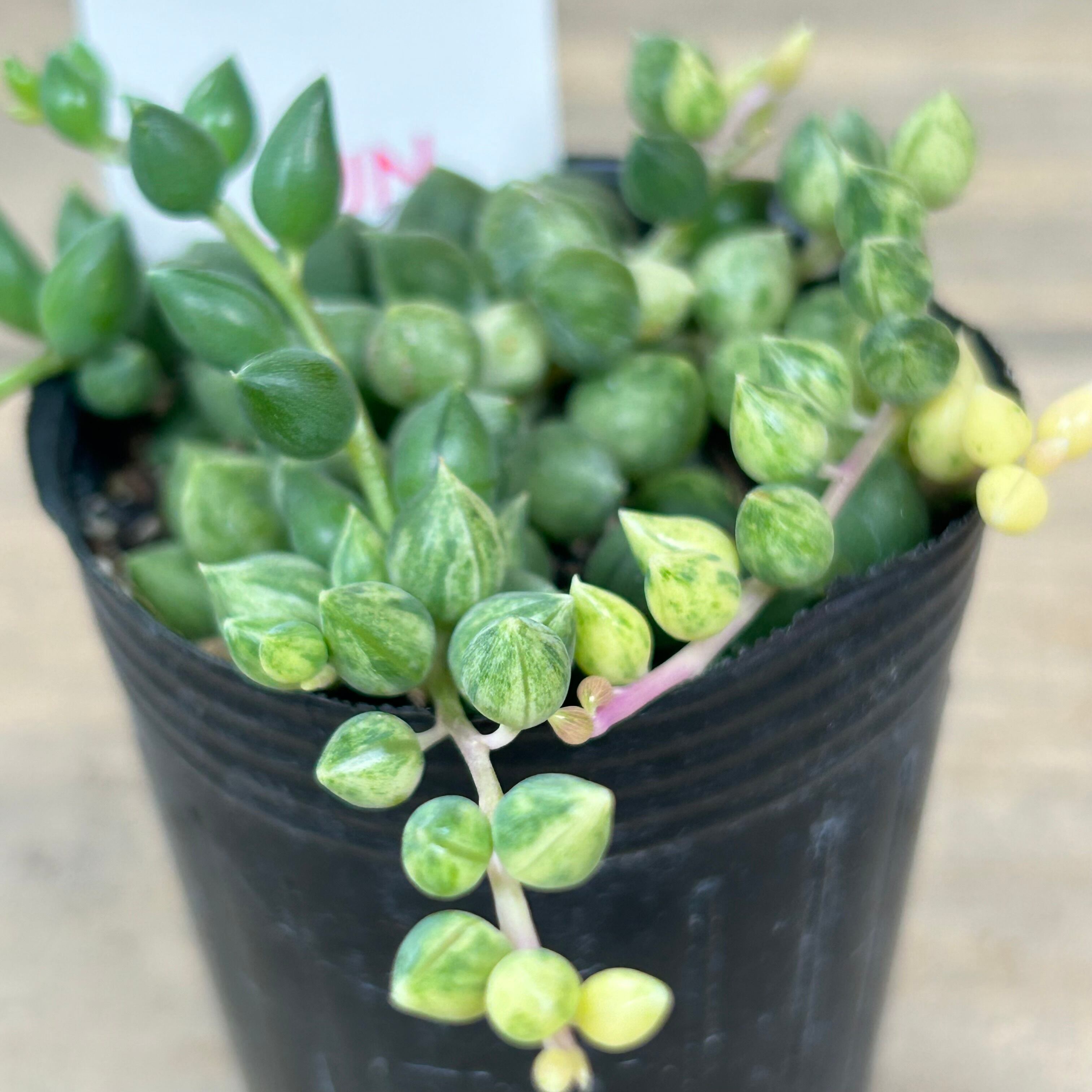 エンジェルティアーズ錦 | RuPo 多肉植物専門店