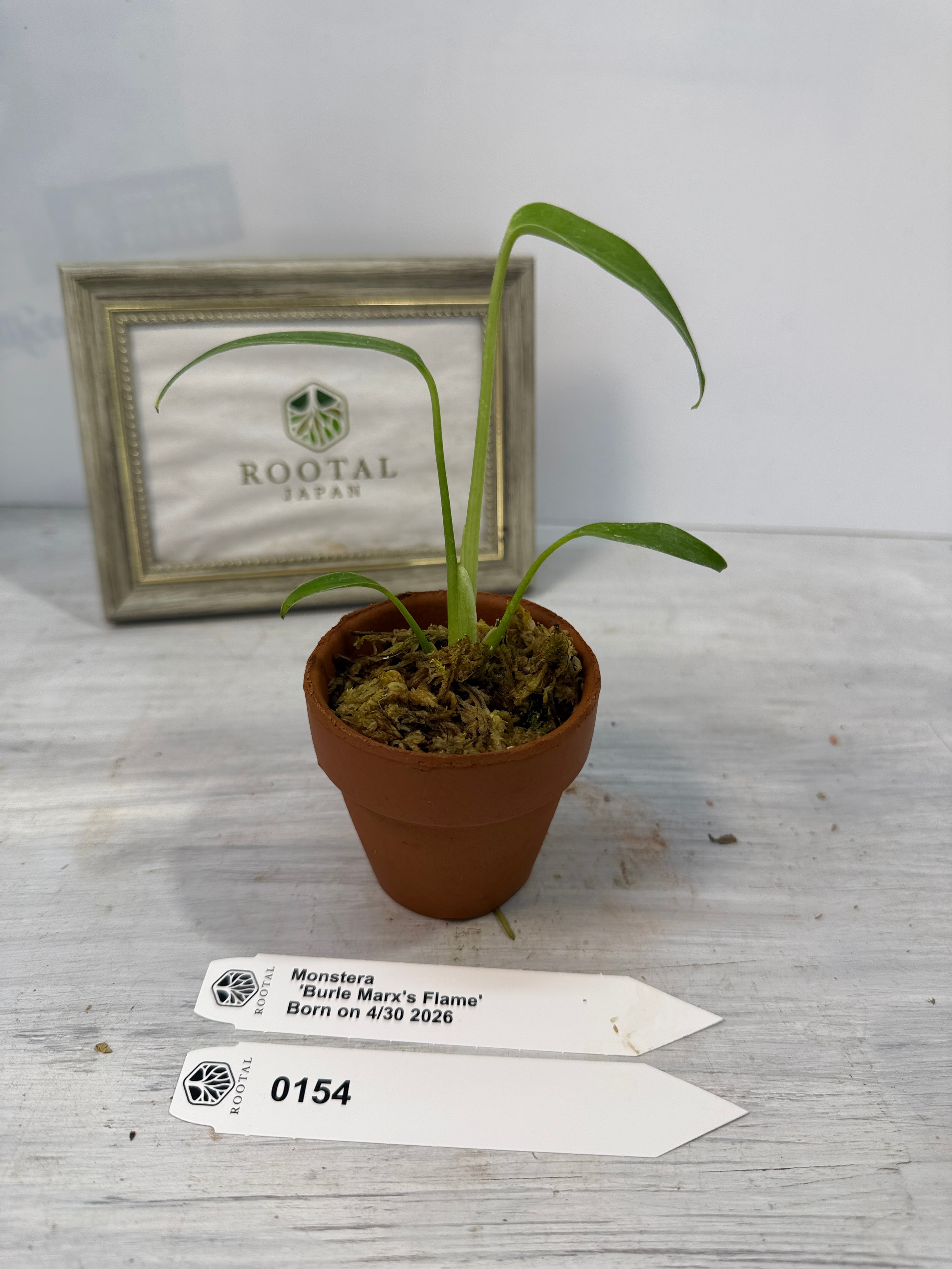 モンステラ | ROOTALPLANTS