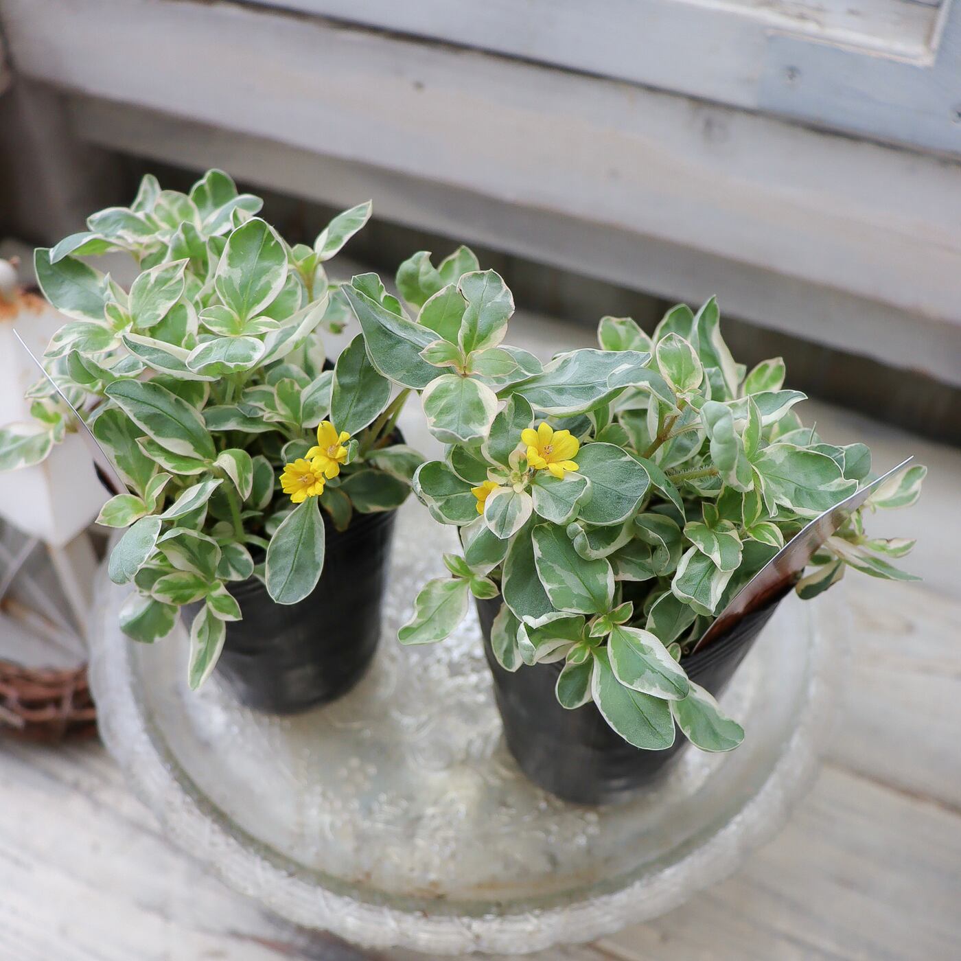 リシマキア 'トワイライト' 斑入りリーフ苗 ― 淡いグリーンとクリーム