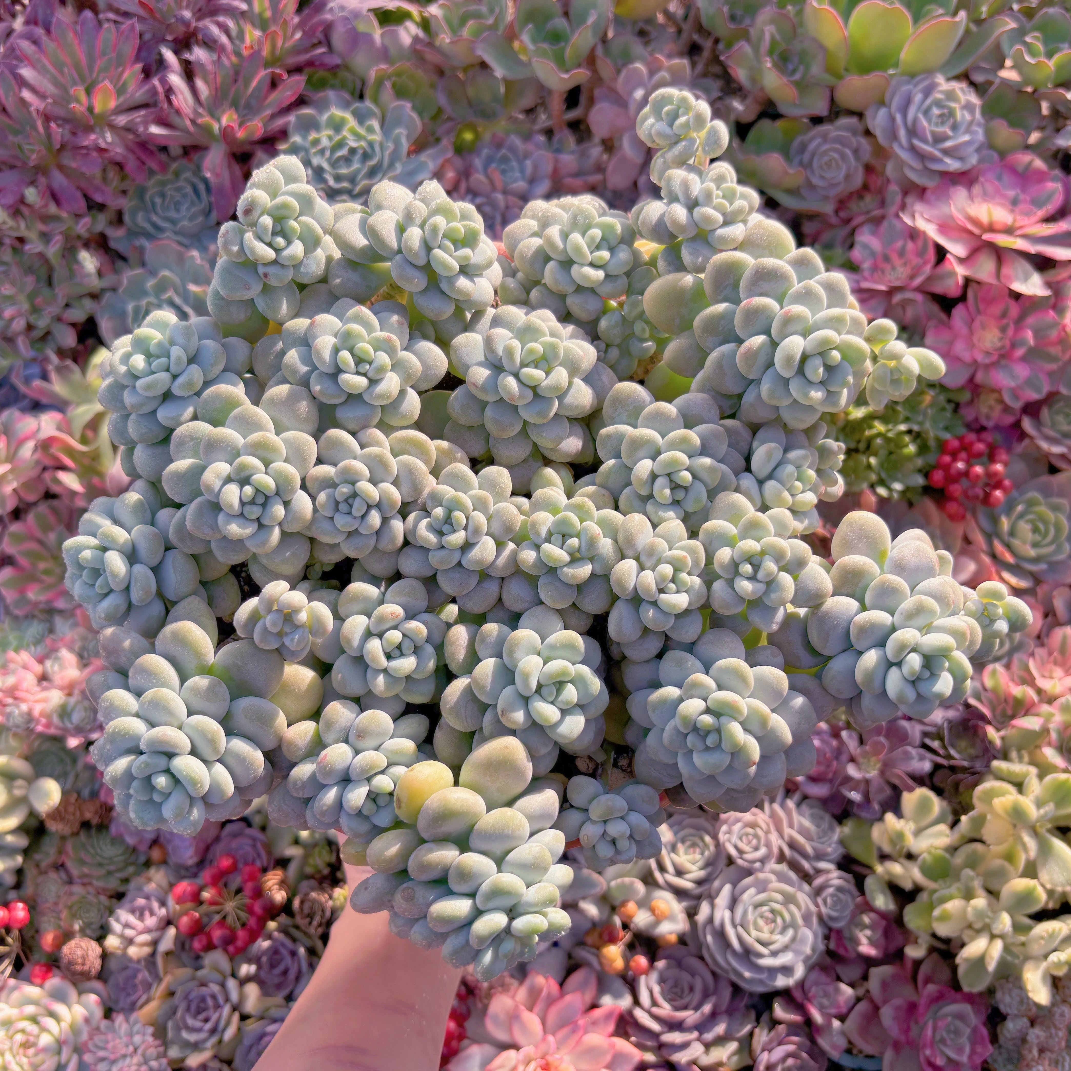 現品　マカロンxロココ#F231　特特大群生　理想的な株姿  るる農園