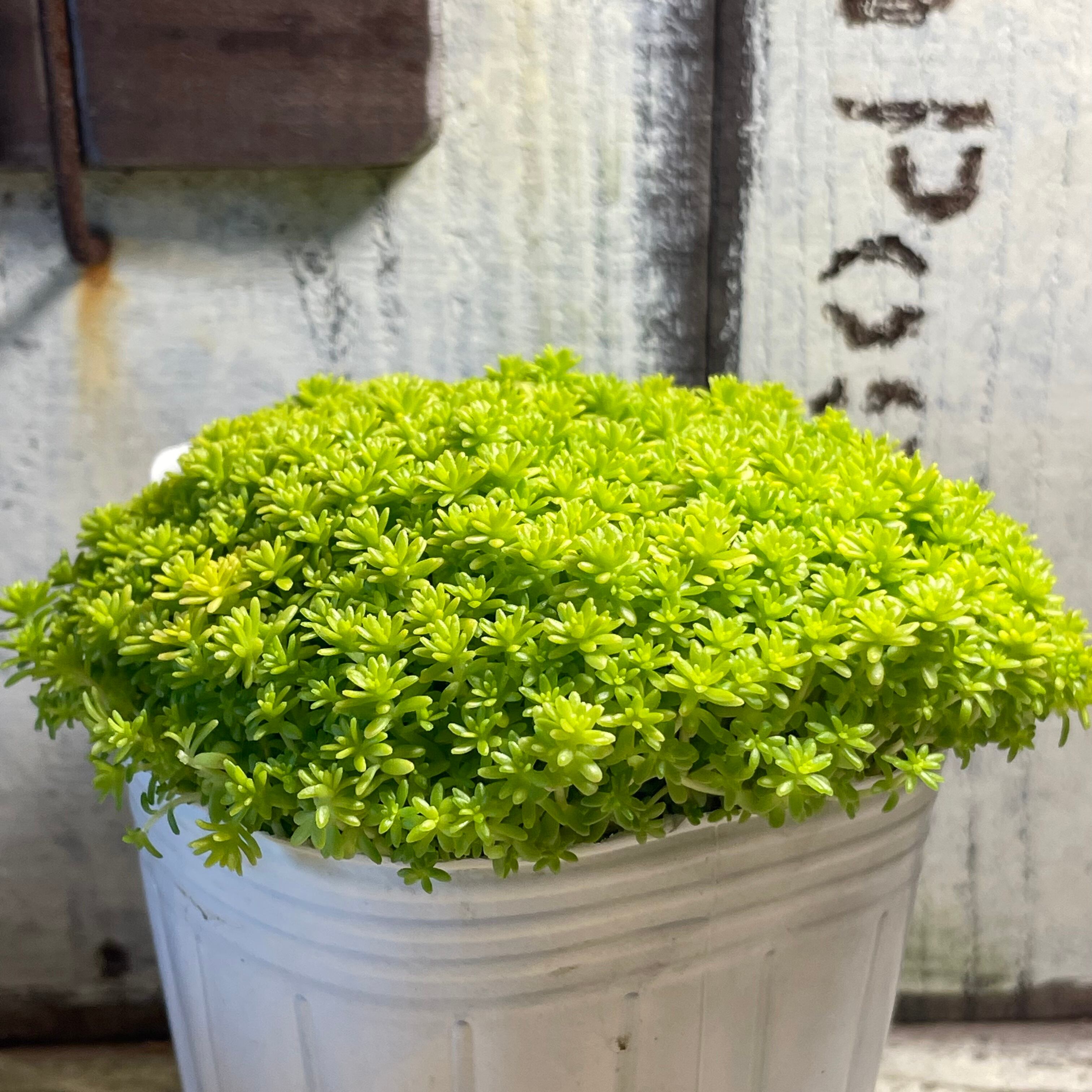 ファッション通販 ゴールデンカーペット Swsj Org