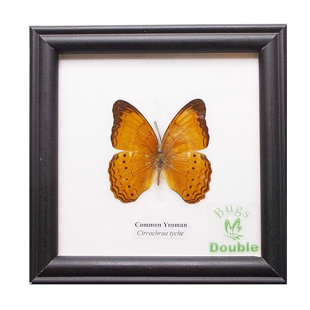 スハンダムカシタマムシ標本 スハンダムカシタマムシ標本 | Pay ID