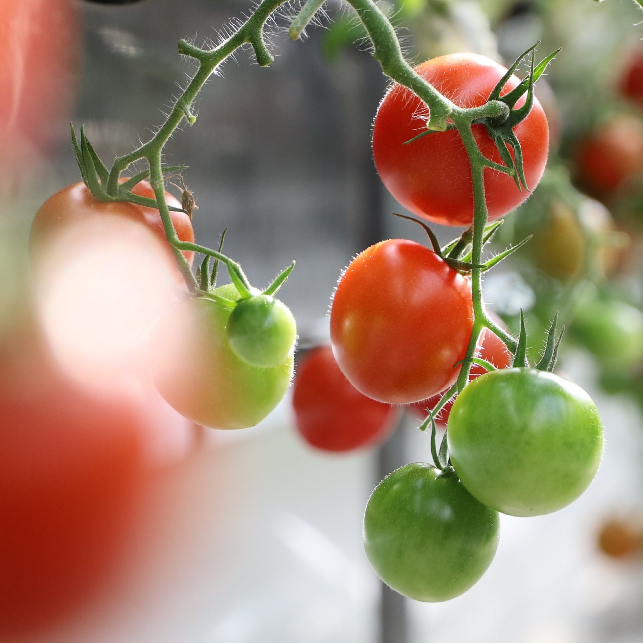 中玉トマト＿6袋入り／SATOFARM（静岡県三島市） | satofarm