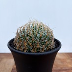 Haworthia gigas【ハオルチア・ギガス】