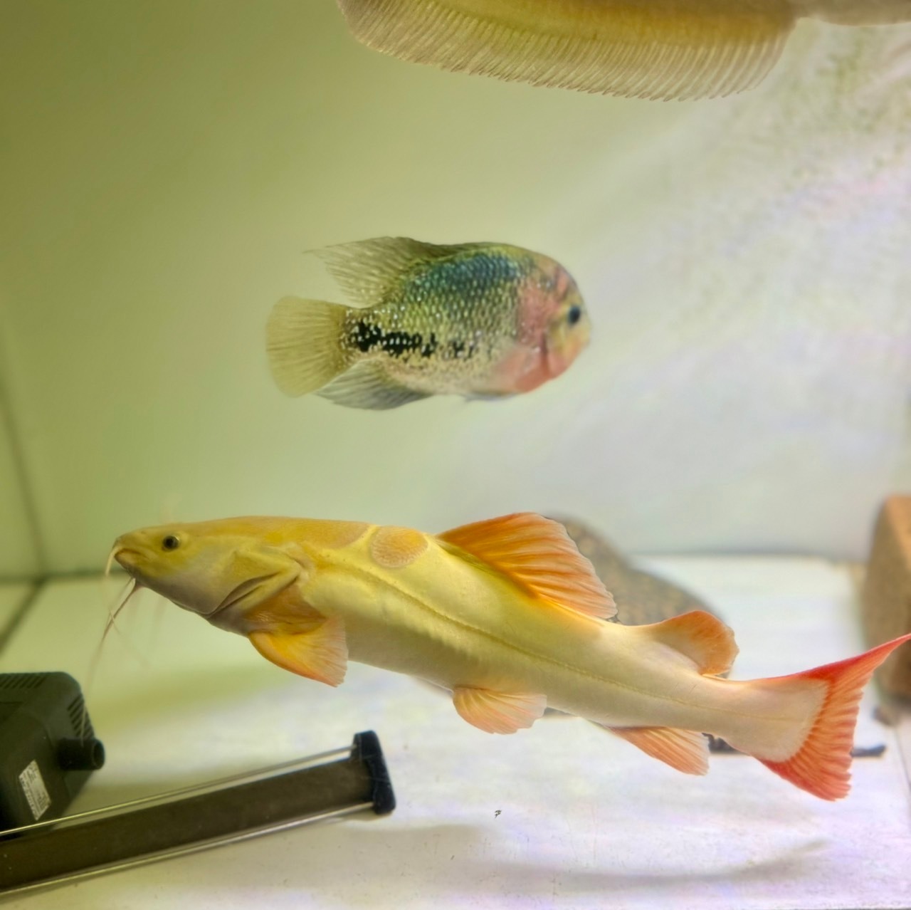 プラチナレッドテールキャット❷ - 4