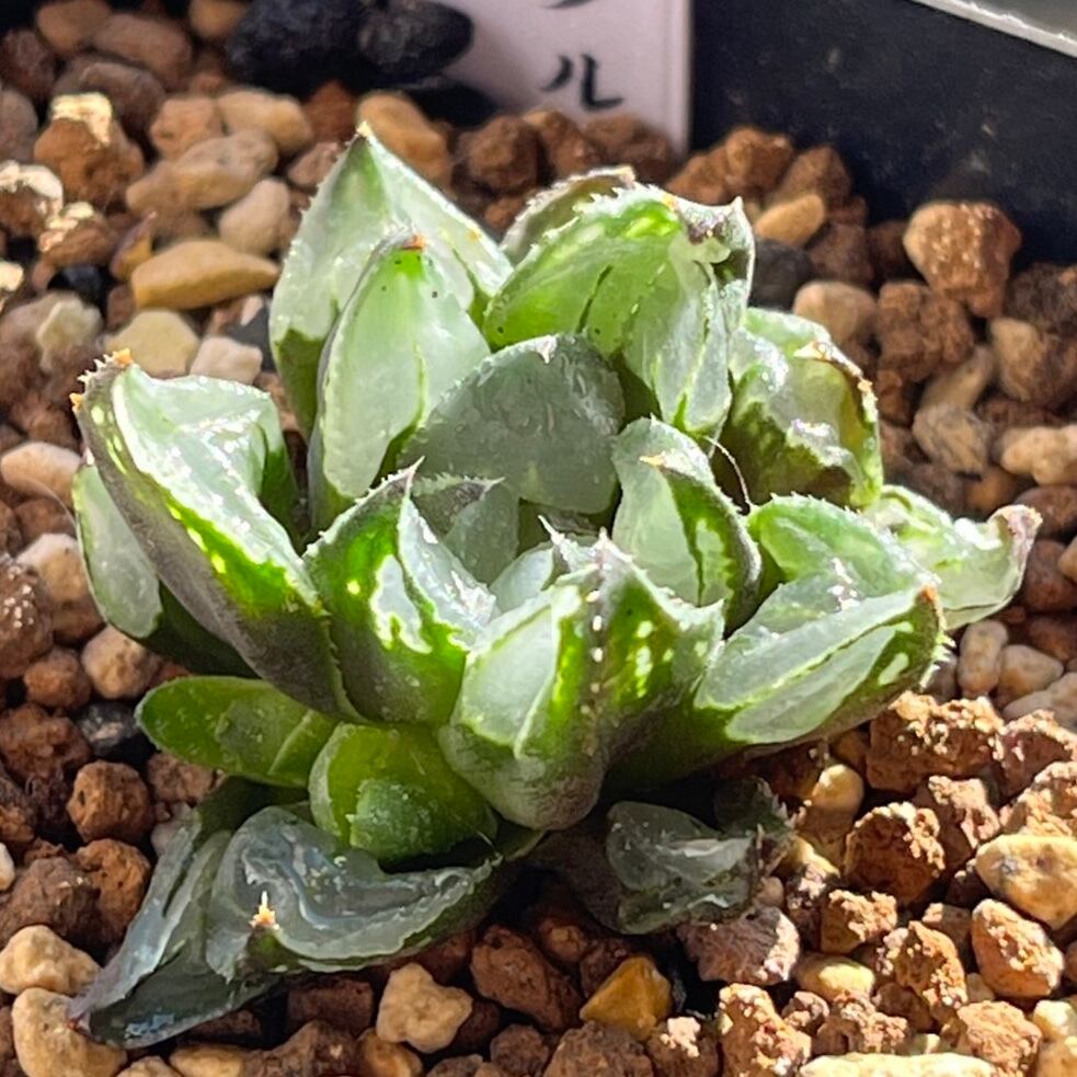 ハオルチア ピグマエアミュータント錦 | mocono_plants