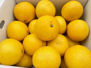 土佐文旦　ご家庭用MIXサイズ10㎏（約20玉前後入り）