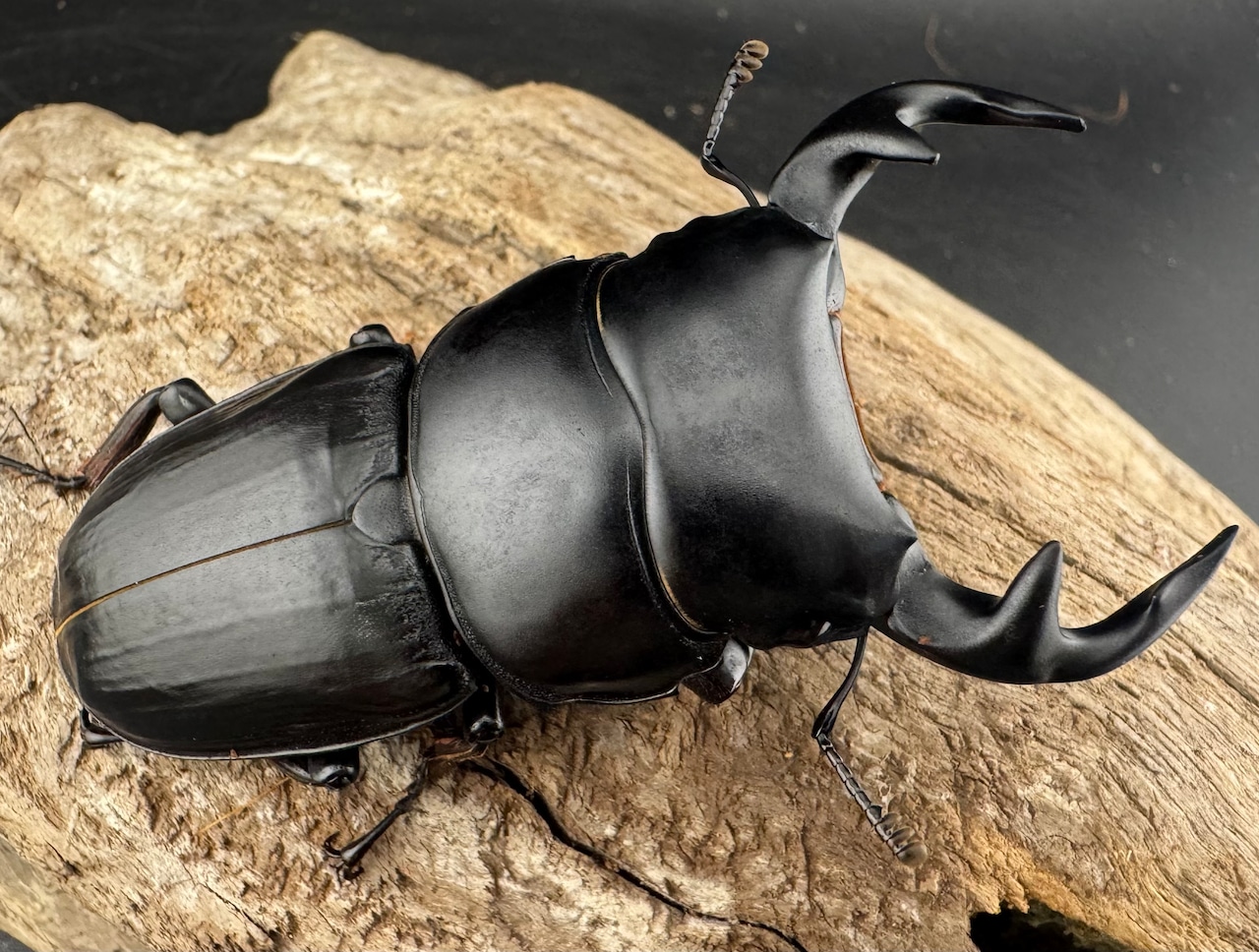 《インドグランディス亜種moriyai Garda93.3血統 73mm ペア》