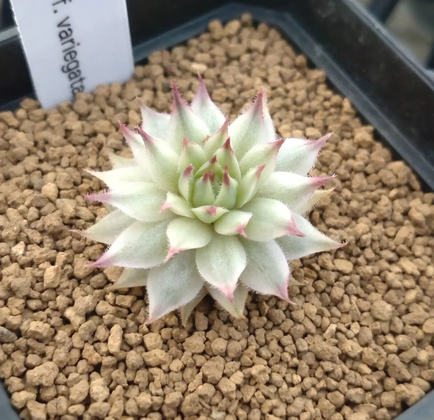 センペルビウム メッテニー錦 12鉢セット センペルビウム メッテニー錦