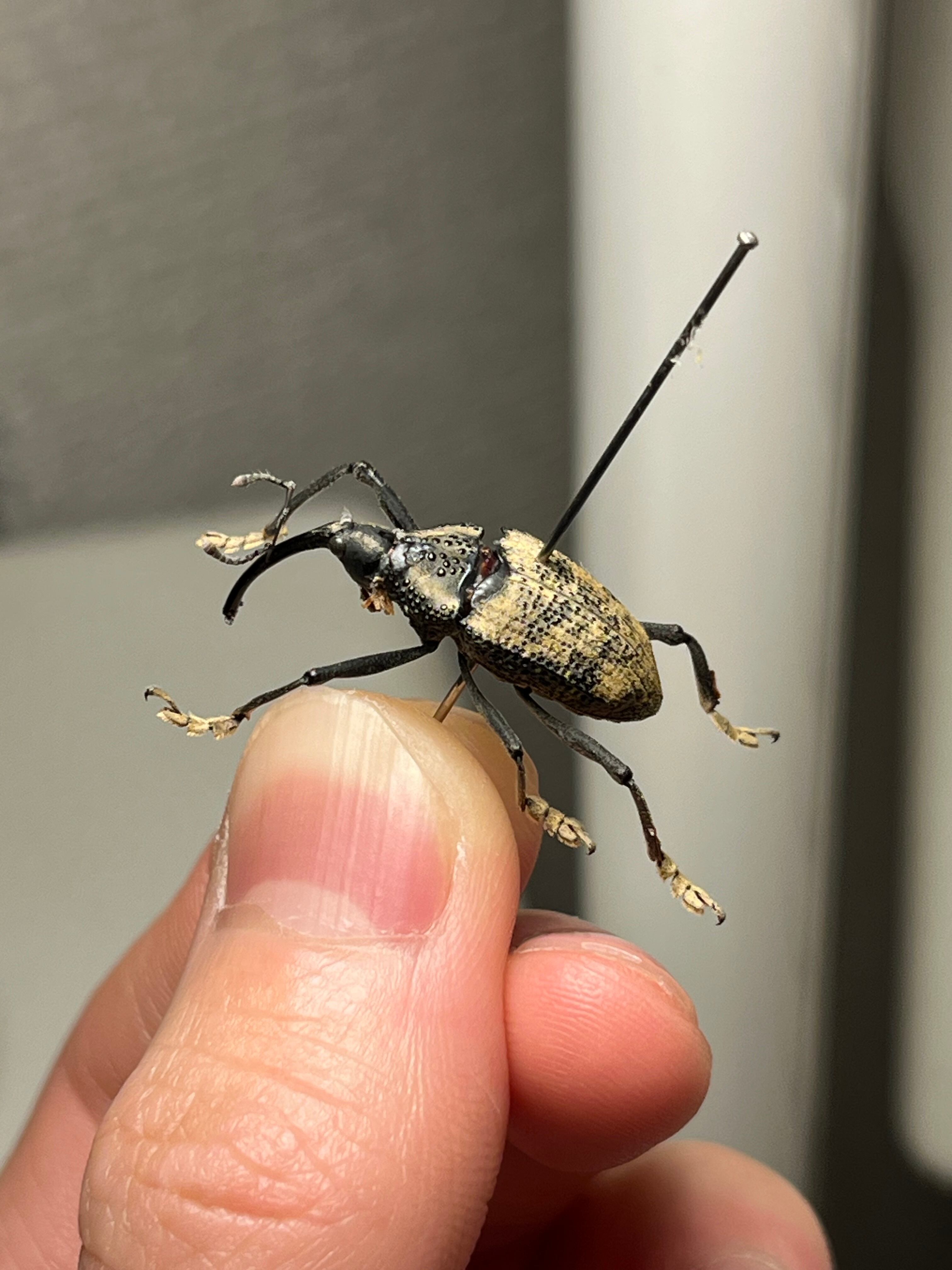 ブラジルのシギゾウムシ 標本カミキリ昆虫ゼリー標本甲虫フンチュウ