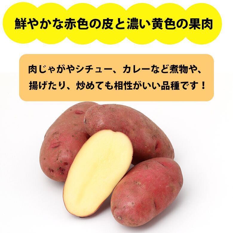 レッド ムーン じゃがいも レッドムーン じゃがいも 送料無料 レッド